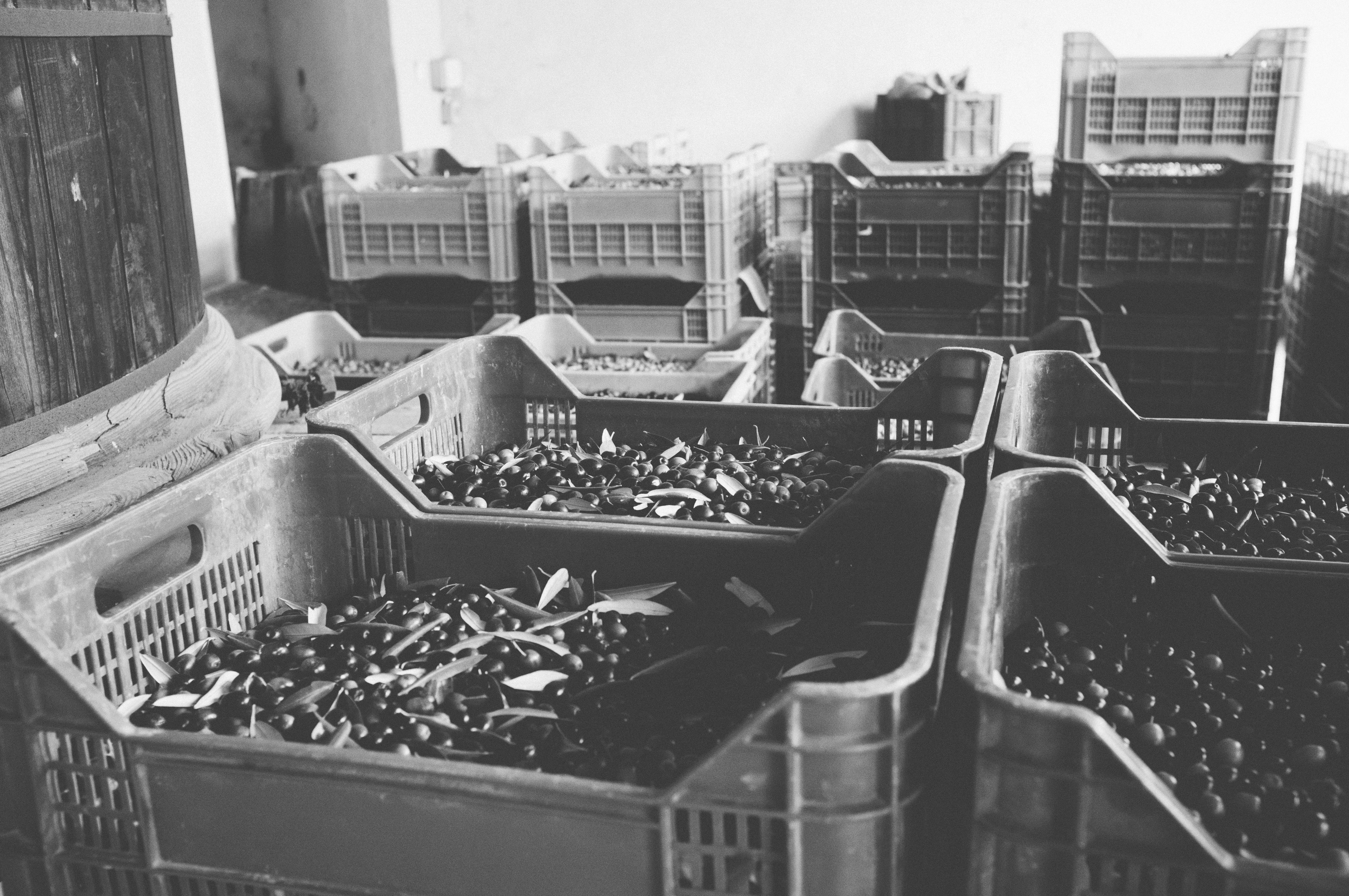 Plastic crates filled to the brim with freshly harvested olives at a Tuscan olive oil mill.