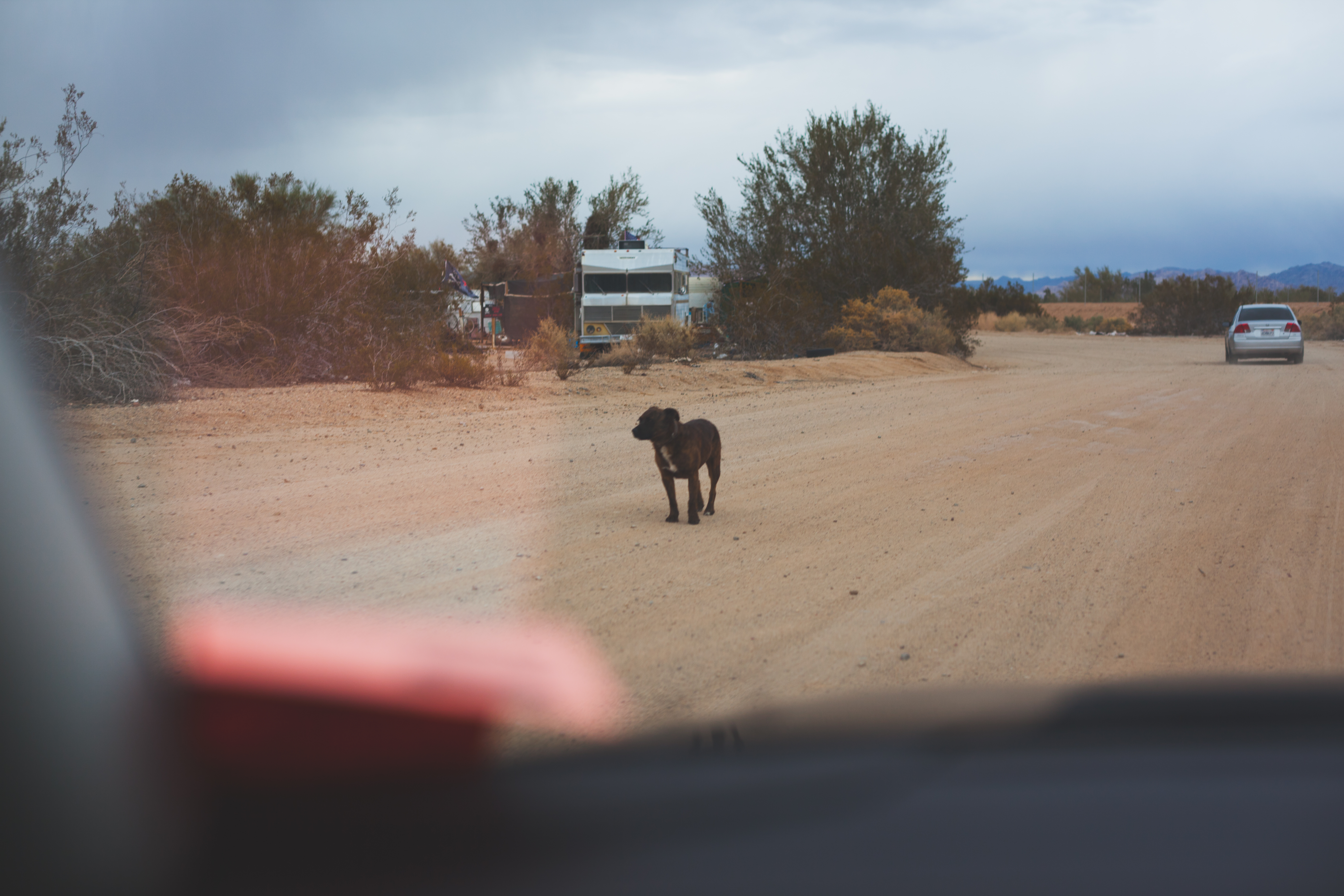 Desert stray dog standing attentively along the dusty roadside, photographed from a car window.
