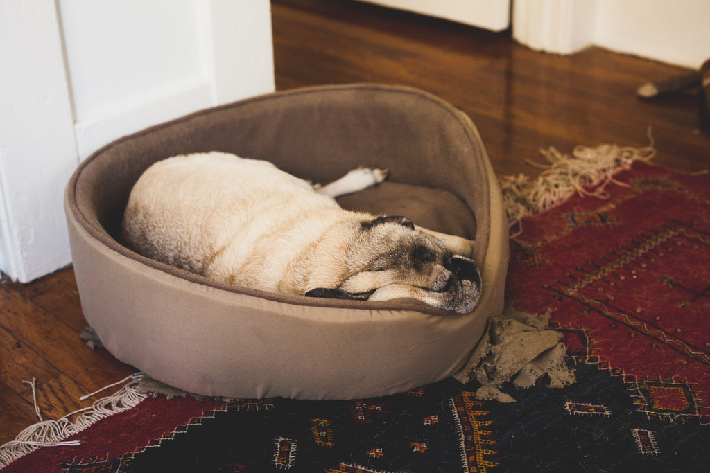 Elderly fawn pug Chino sleeping inside a brown plush dog bed on hardwood flooring.