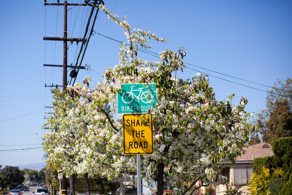 Green 'BIKE ROUTE' and yellow 'SHARE THE ROAD' signs surrounded by white spring blossoms.