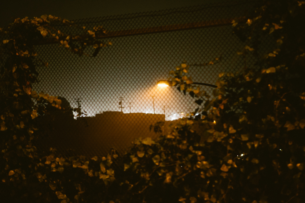 Glowing warm streetlamp illuminating leafy vines climbing across a chain-link fence at night overlooking a distant glowing urban skyline in California, shot with a Canon 5D Mark II.