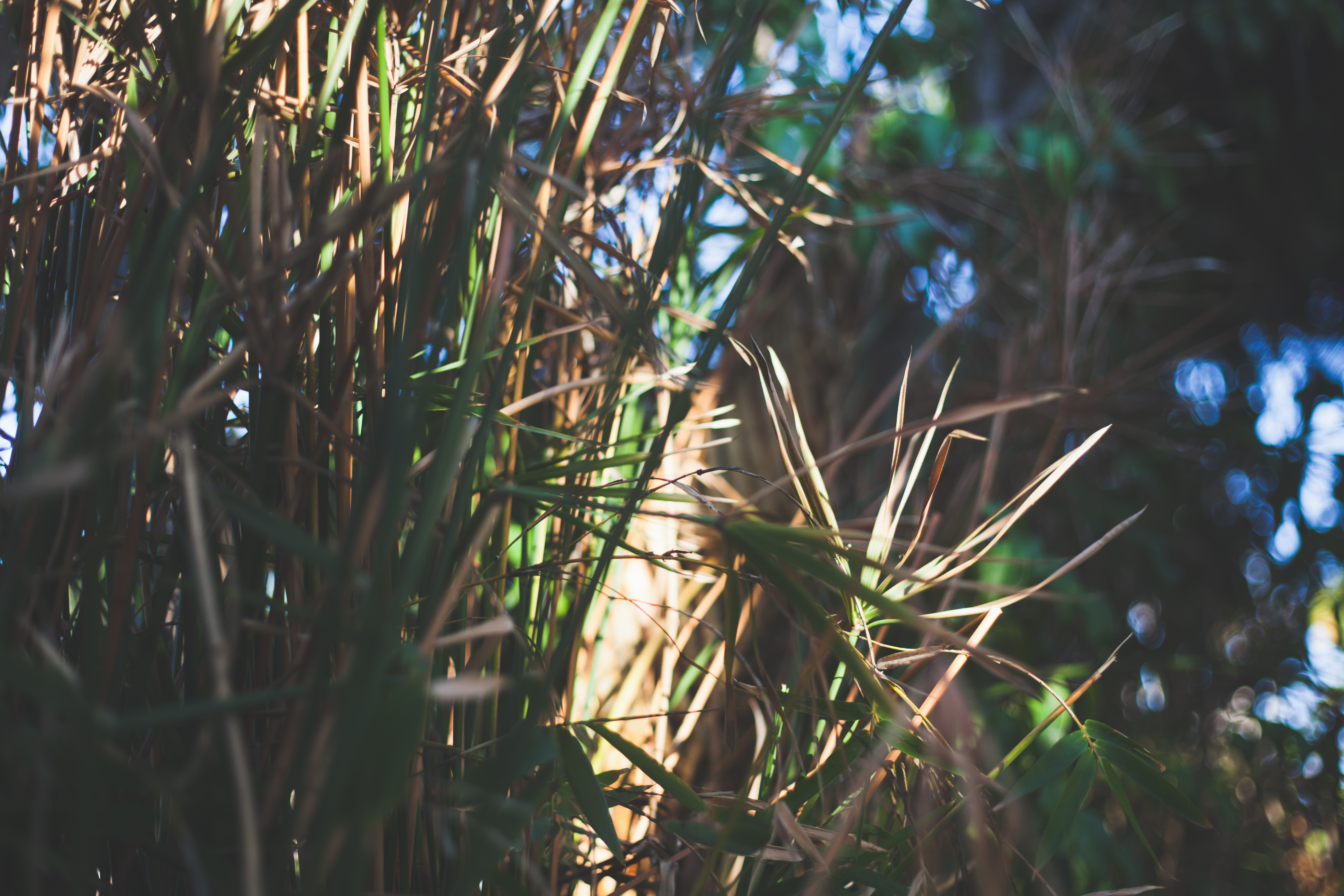 Close-up of bamboo stalks and thin leaves illuminated by dappled sunlight against leafy bokeh.