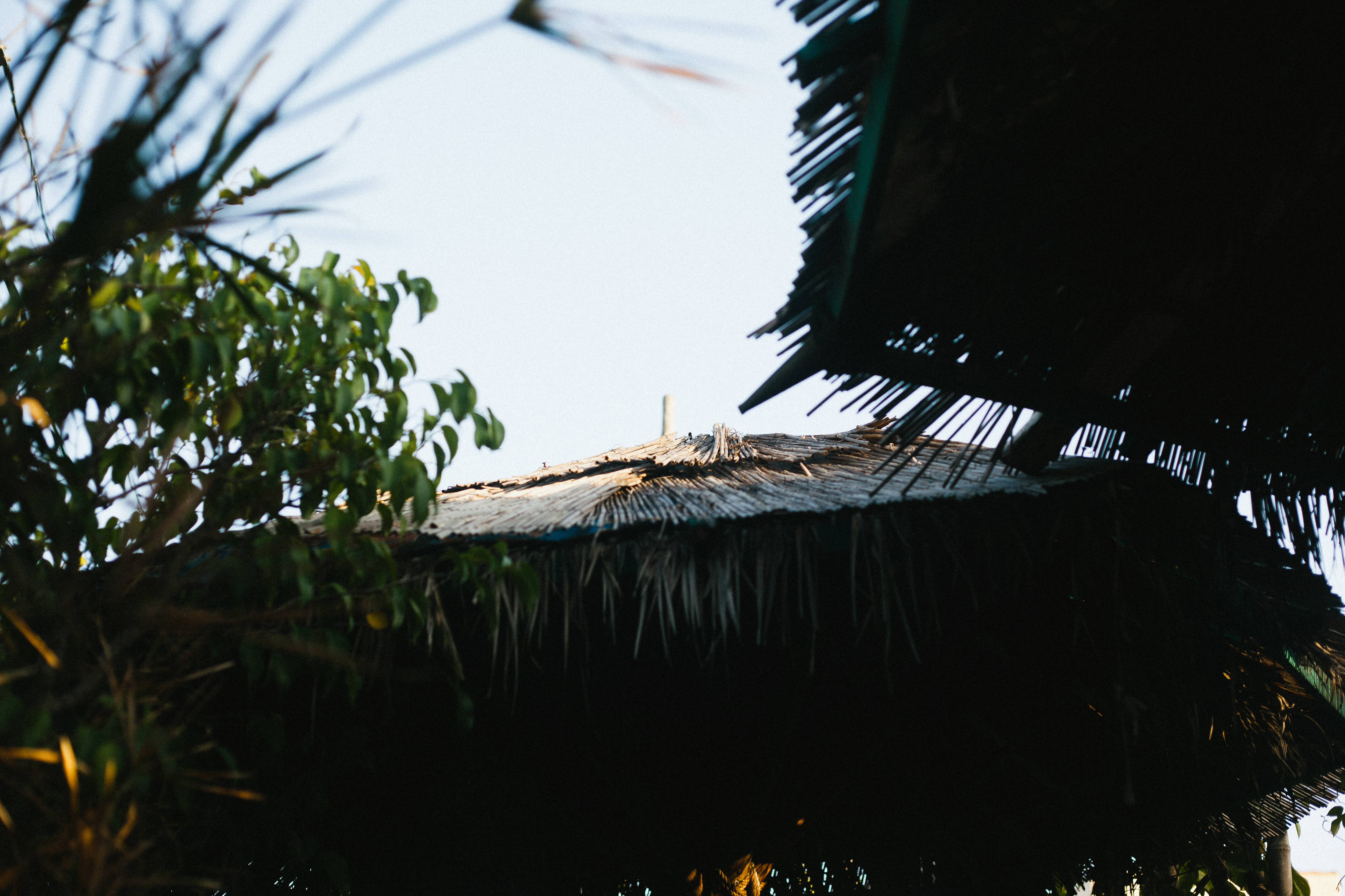 Thatched palapa umbrella of dried palm fronds framed by green foliage against a clear sky.