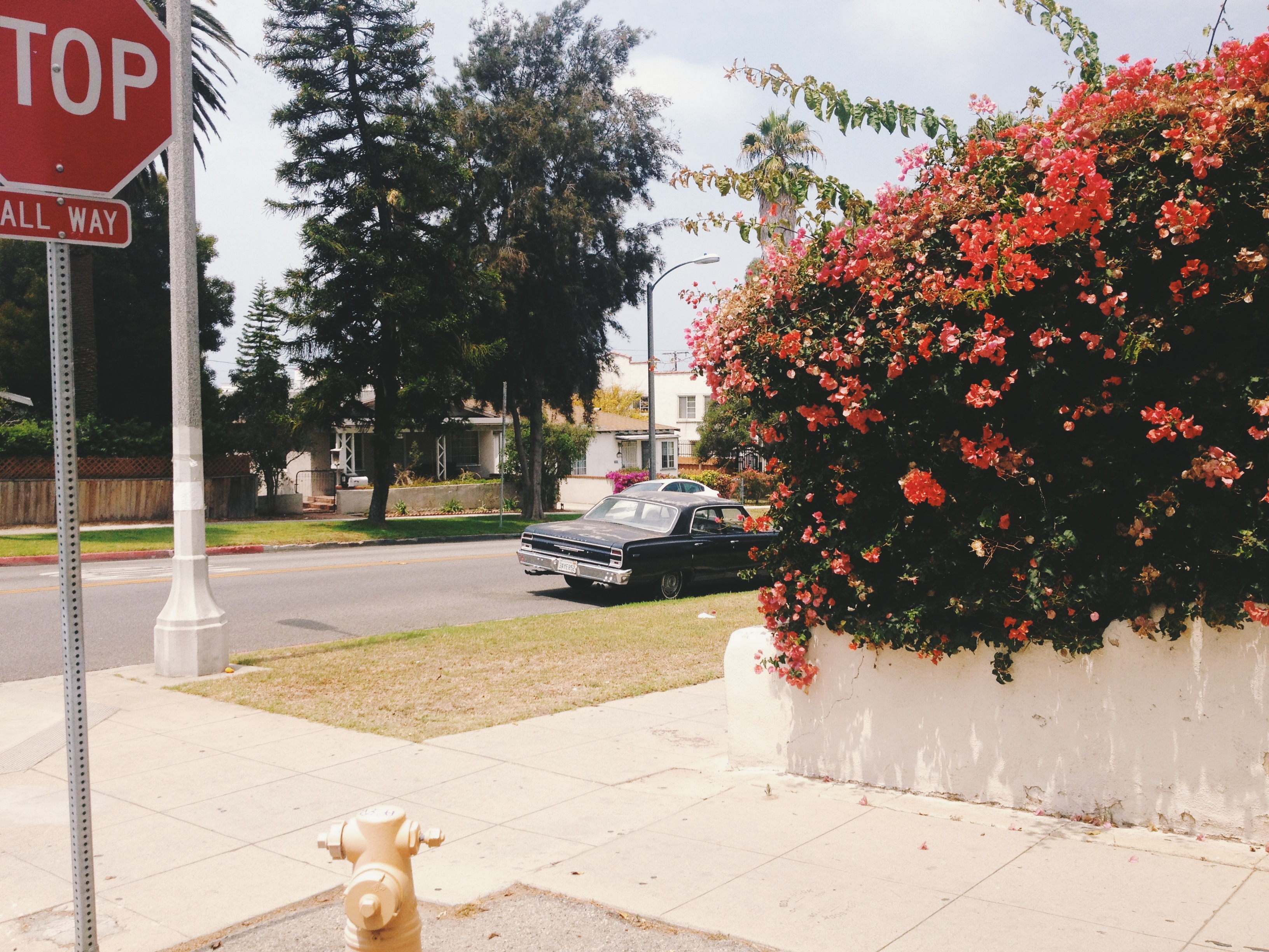 Classic black American sedan driving past a vibrant blooming fuchsia bougainvillea bush beside a stop sign.