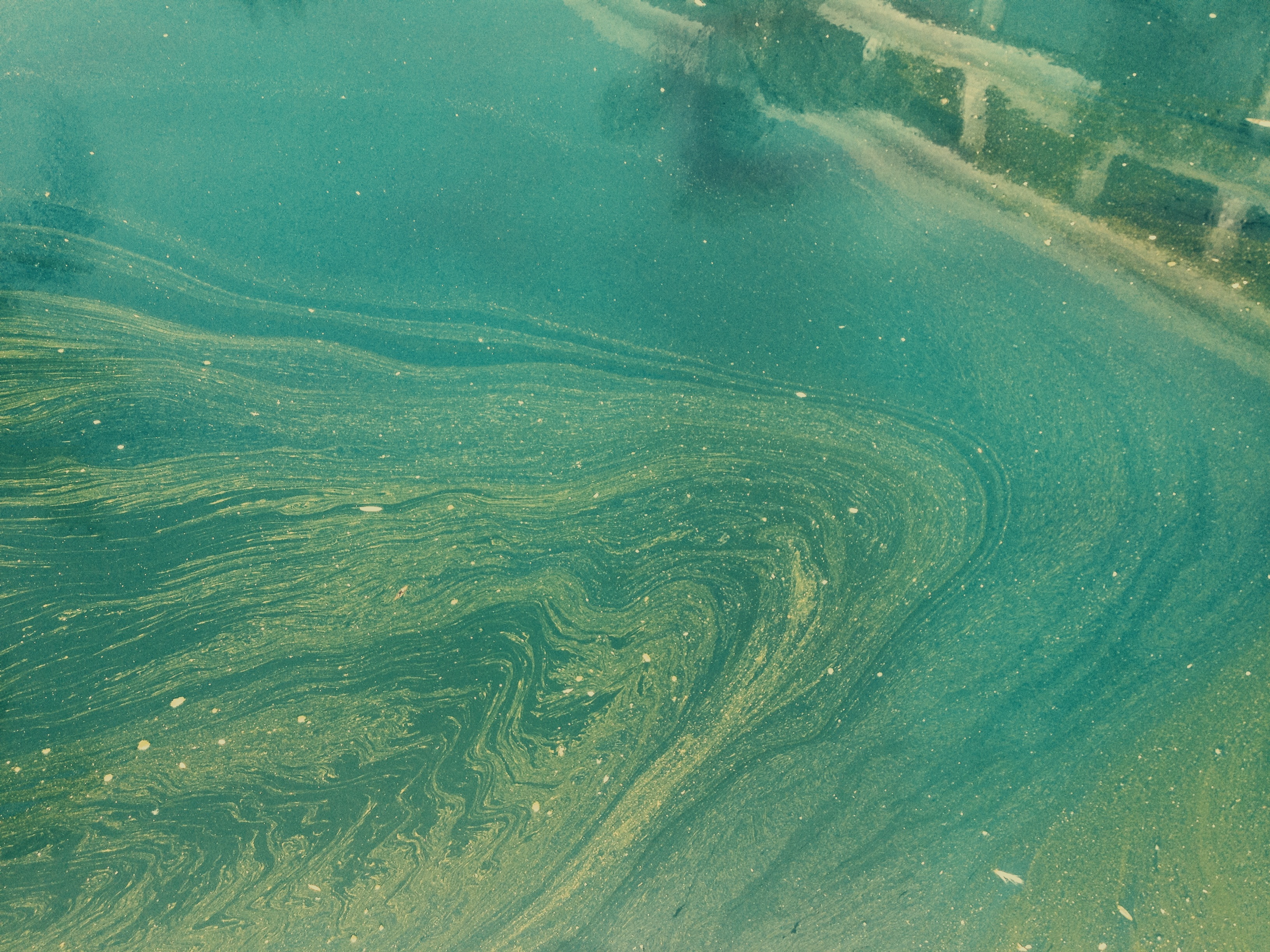 Overhead abstract texture of swirling yellow and green pollen floating on the surface of calm water.