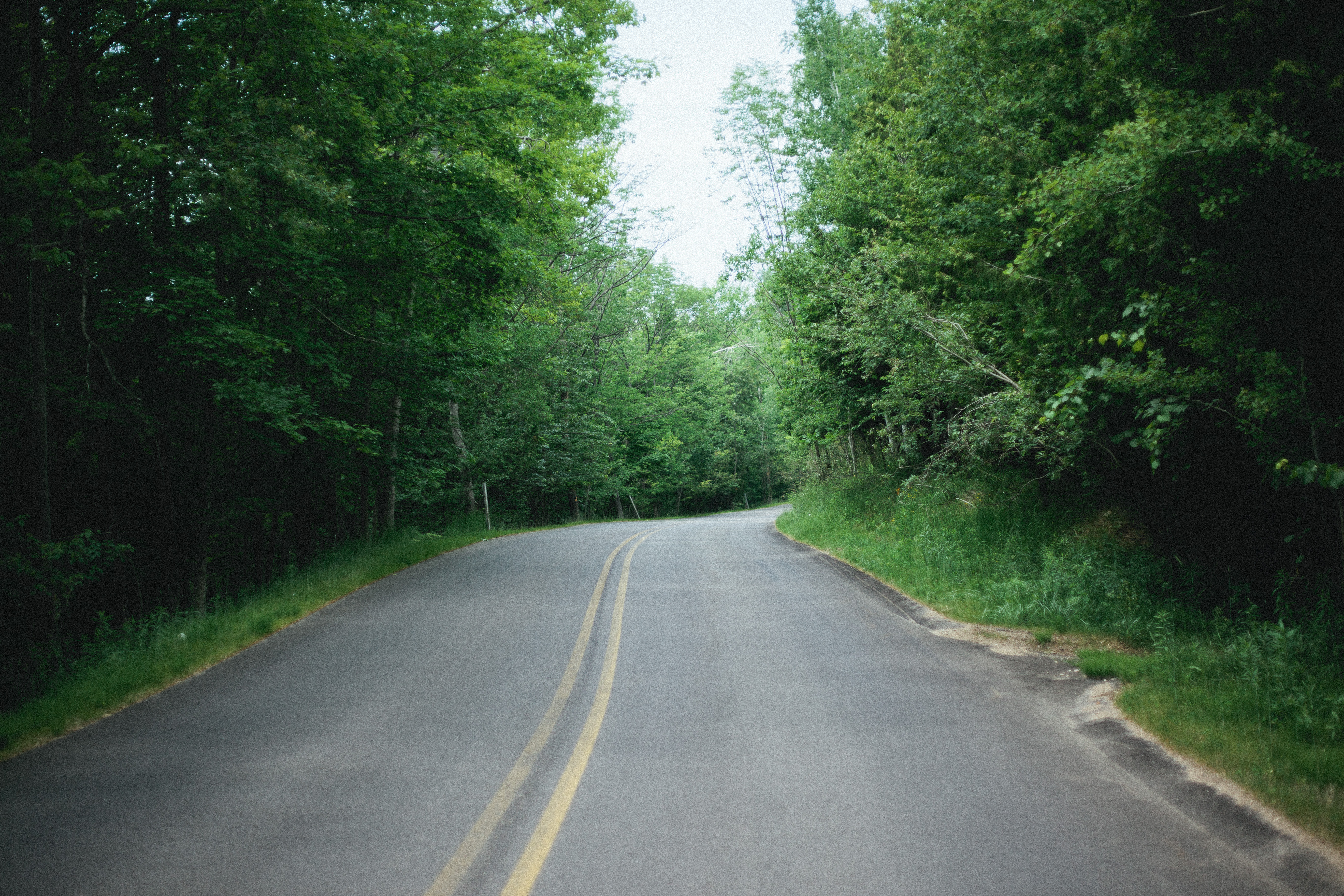 Empty two-lane asphalt road curving gently through a dense canopy of green summer trees in Michigan.