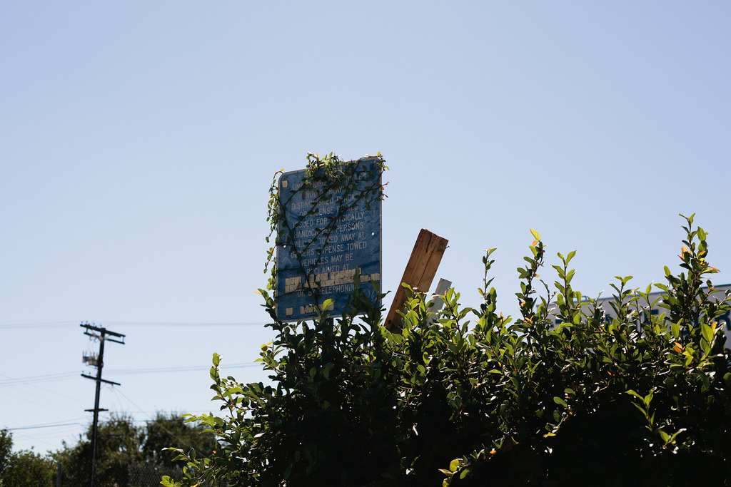 Weathered blue parking tow warning sign overgrown with climbing ivy vines above lush green shrubs against a clear blue California sky, shot with a Canon 5D Mark II.