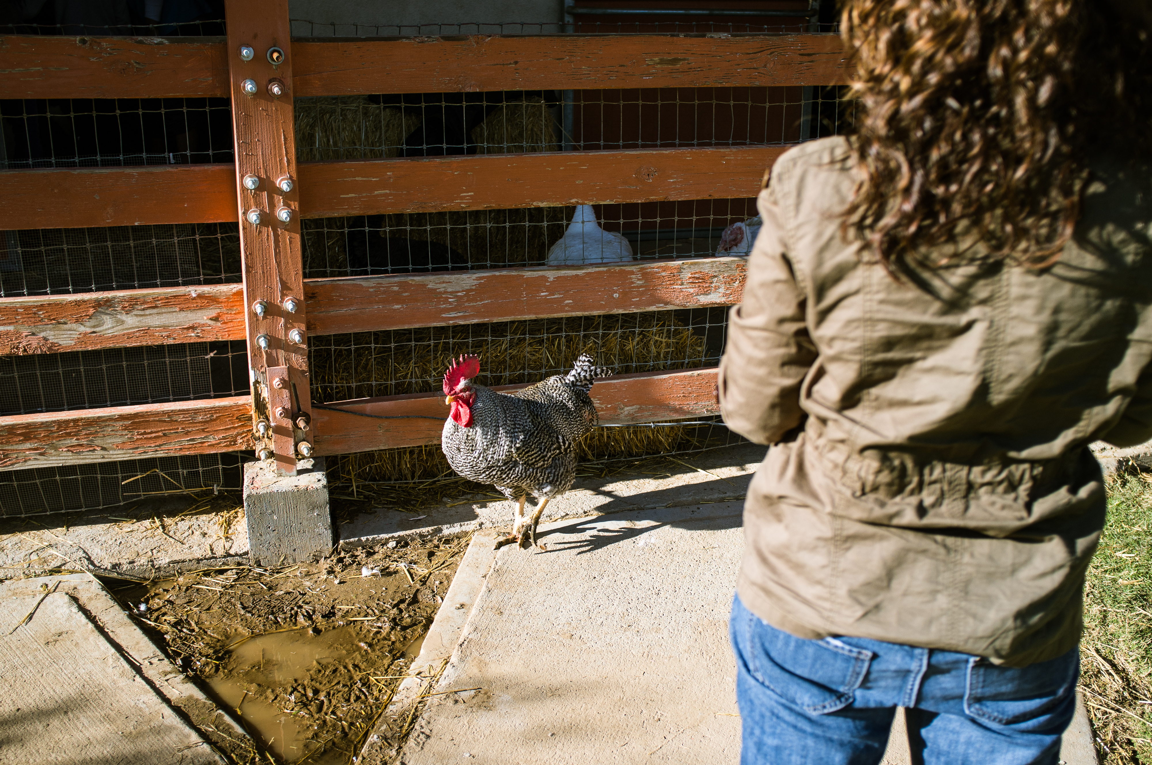 Visitor watching a speckled rooster strut outside a wooden coop pen at Farm Sanctuary.