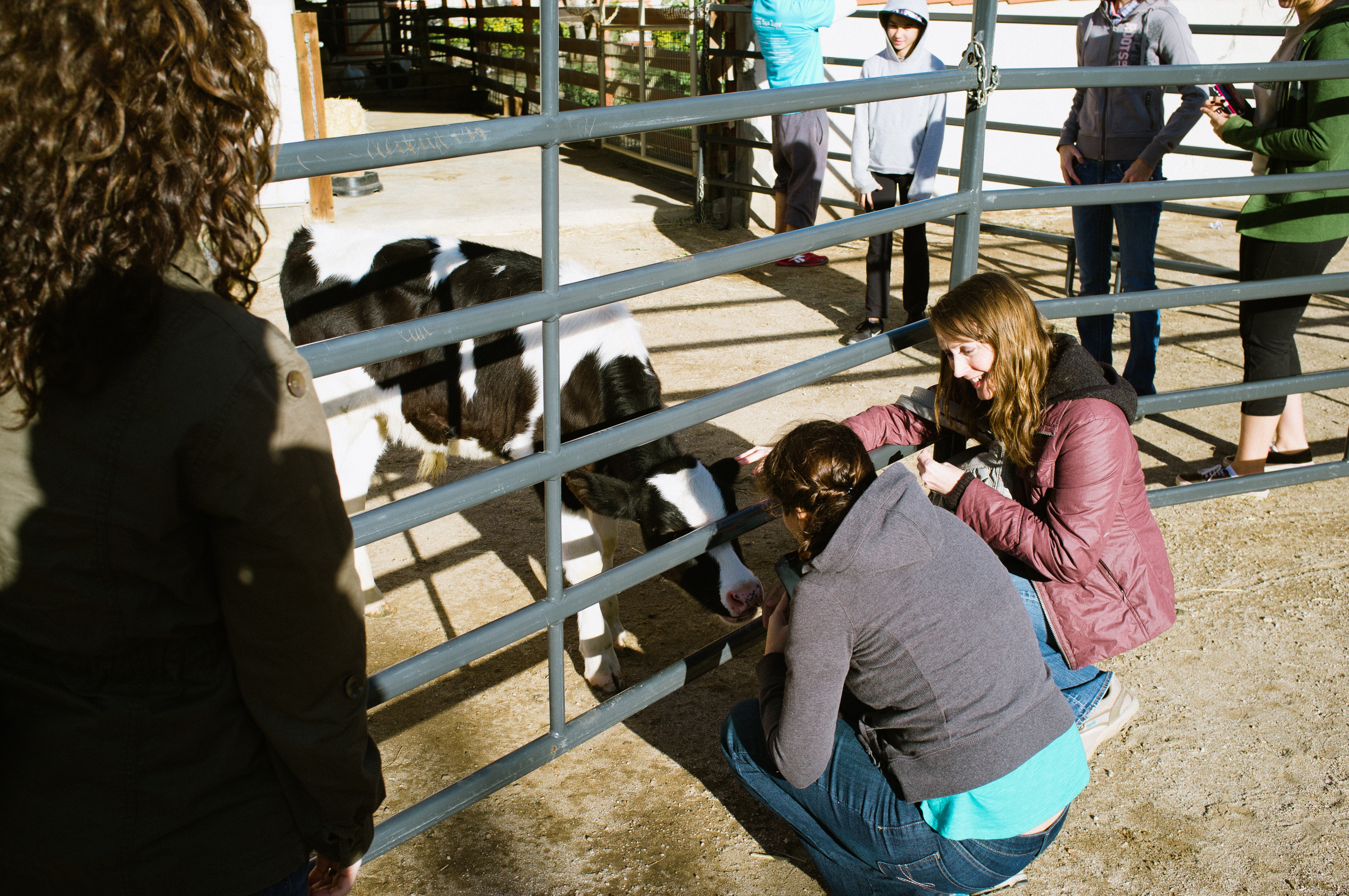 Two women kneeling down to gently pet a young black-and-white calf through a metal fence at Farm Sanctuary.