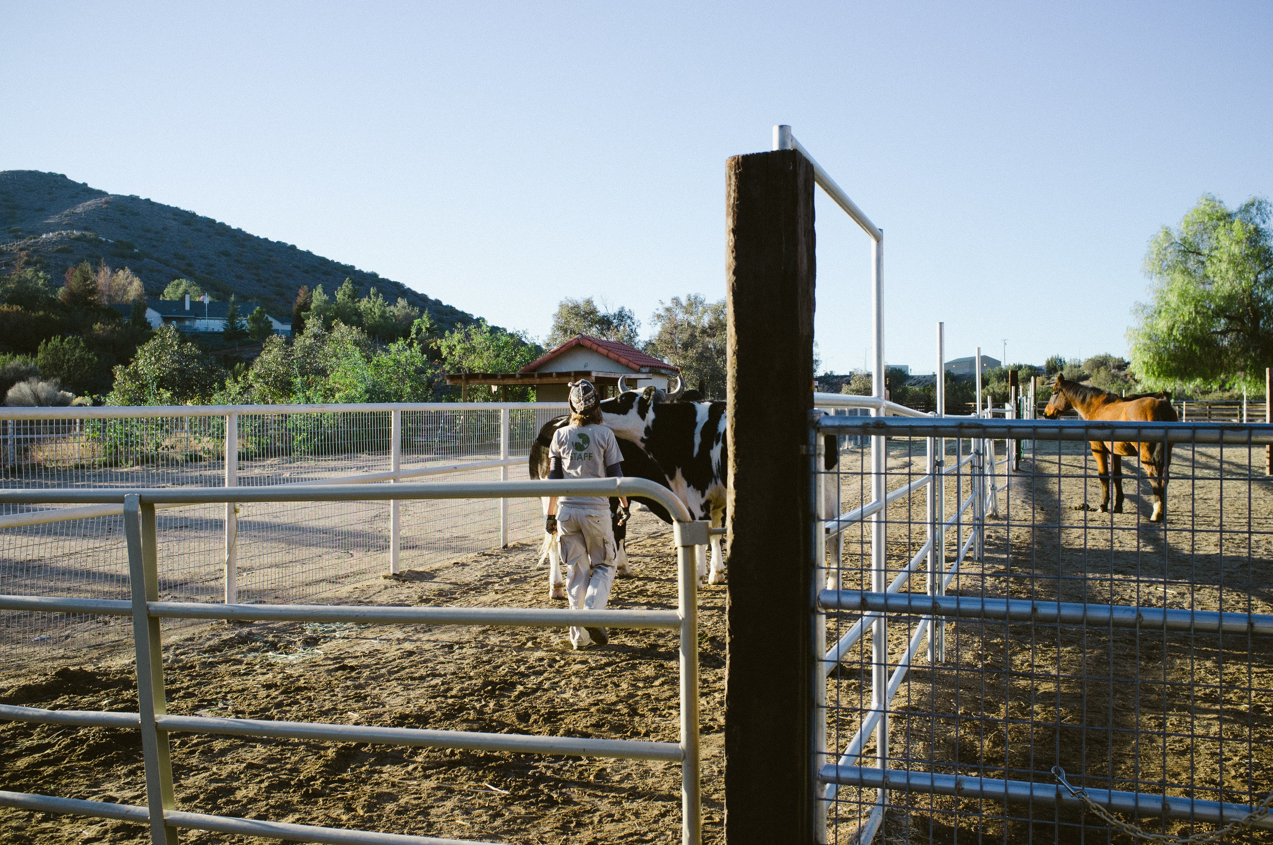 Farm Sanctuary staff member walking beside cattle and a brown horse in a sunlit paddock.