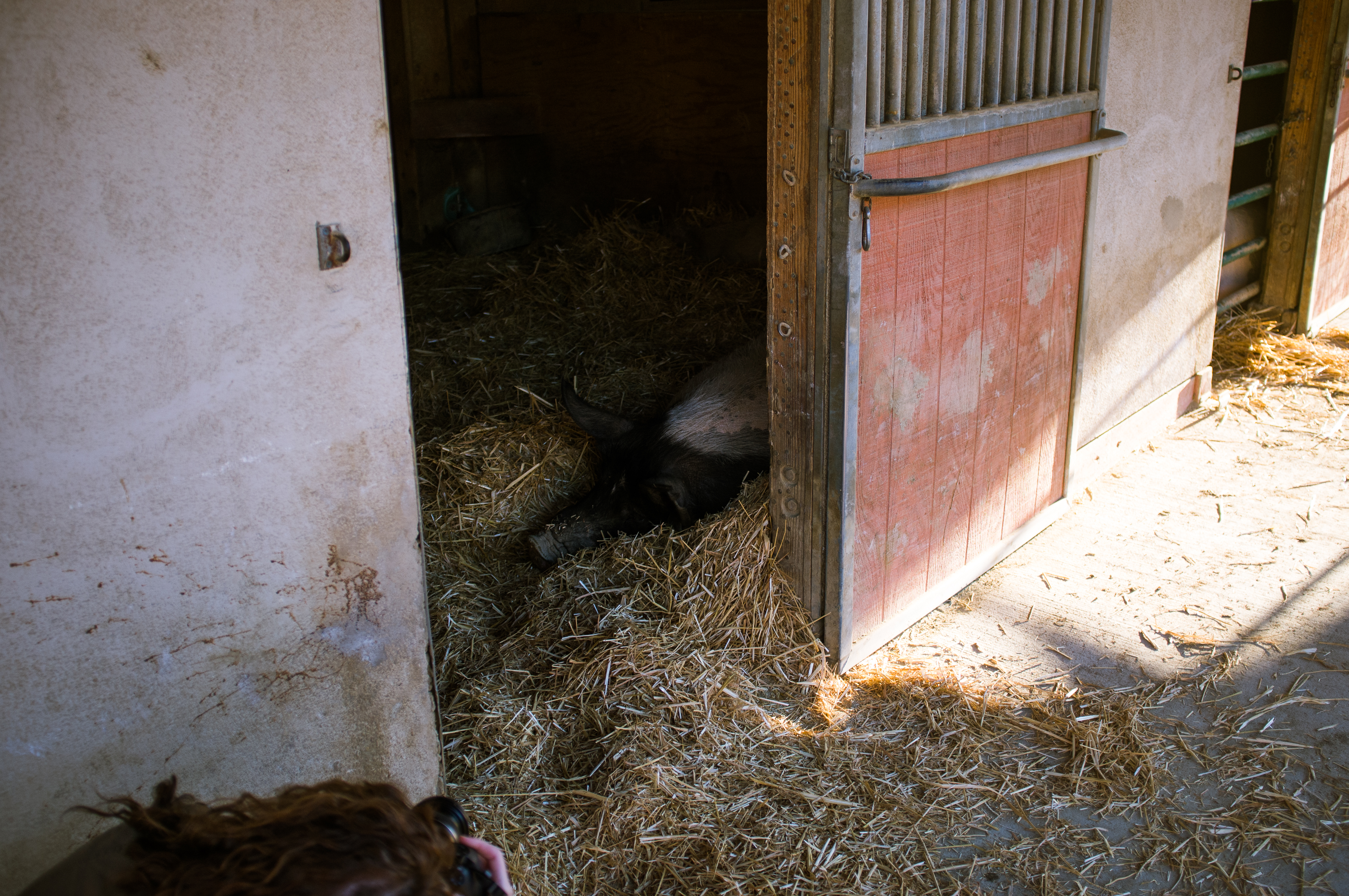 Rescued pig resting comfortably in a thick bed of golden straw inside an open wooden barn stall at Farm Sanctuary.