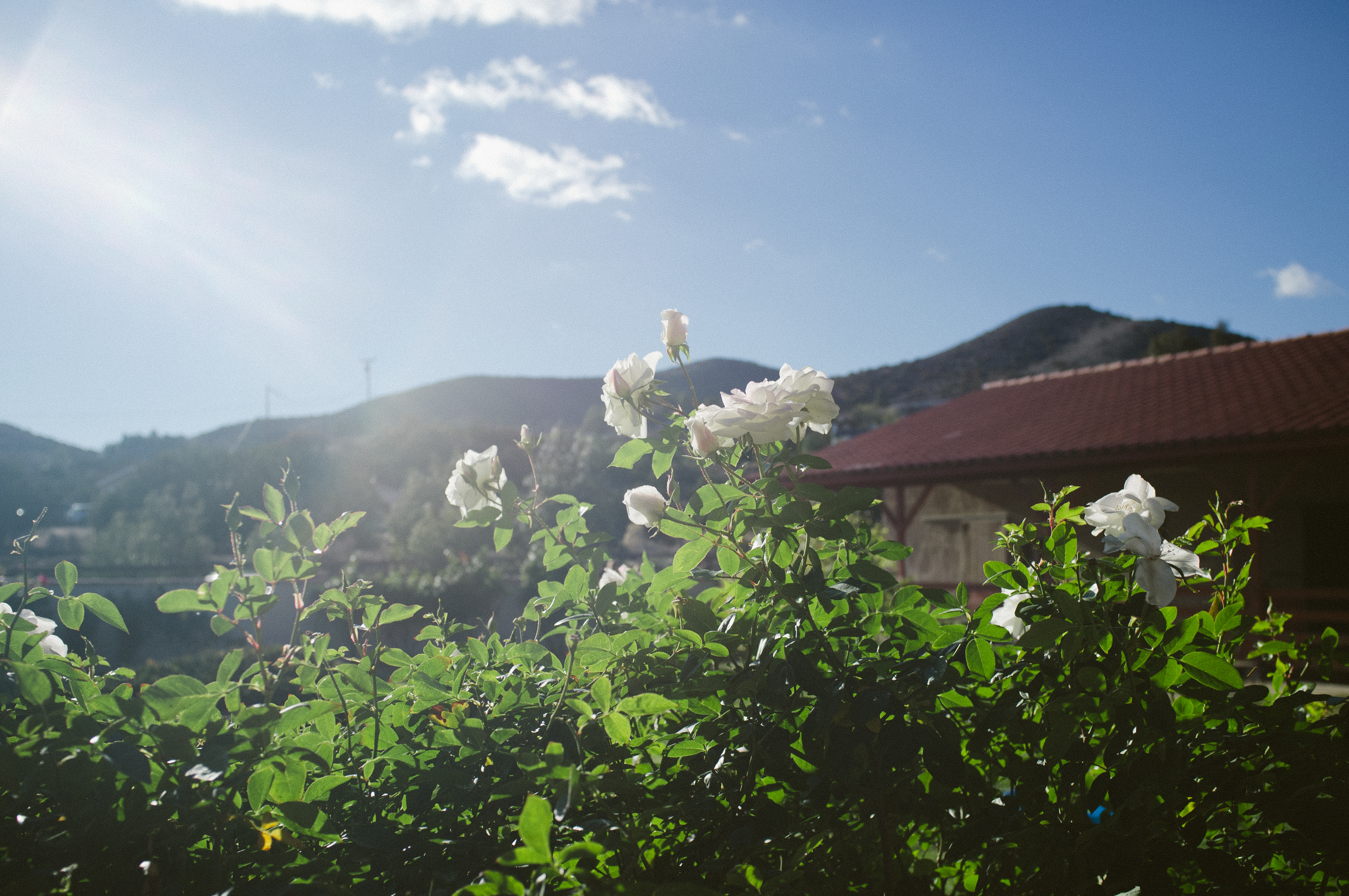 White roses blooming in front of a red-tiled barn with rolling hills at Farm Sanctuary.