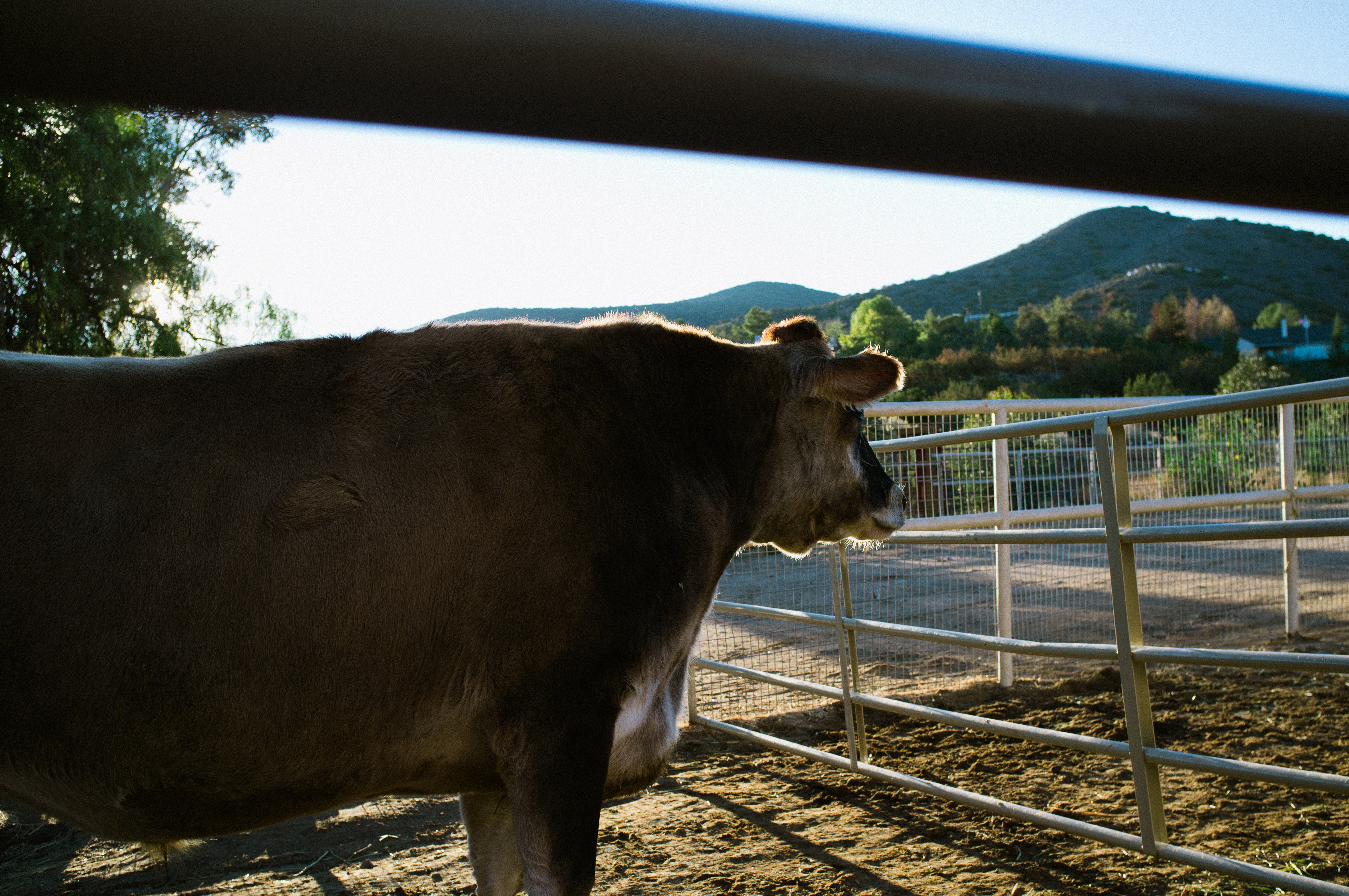 Large brown dairy cow standing beside a metal corral fence in afternoon sun at Farm Sanctuary.