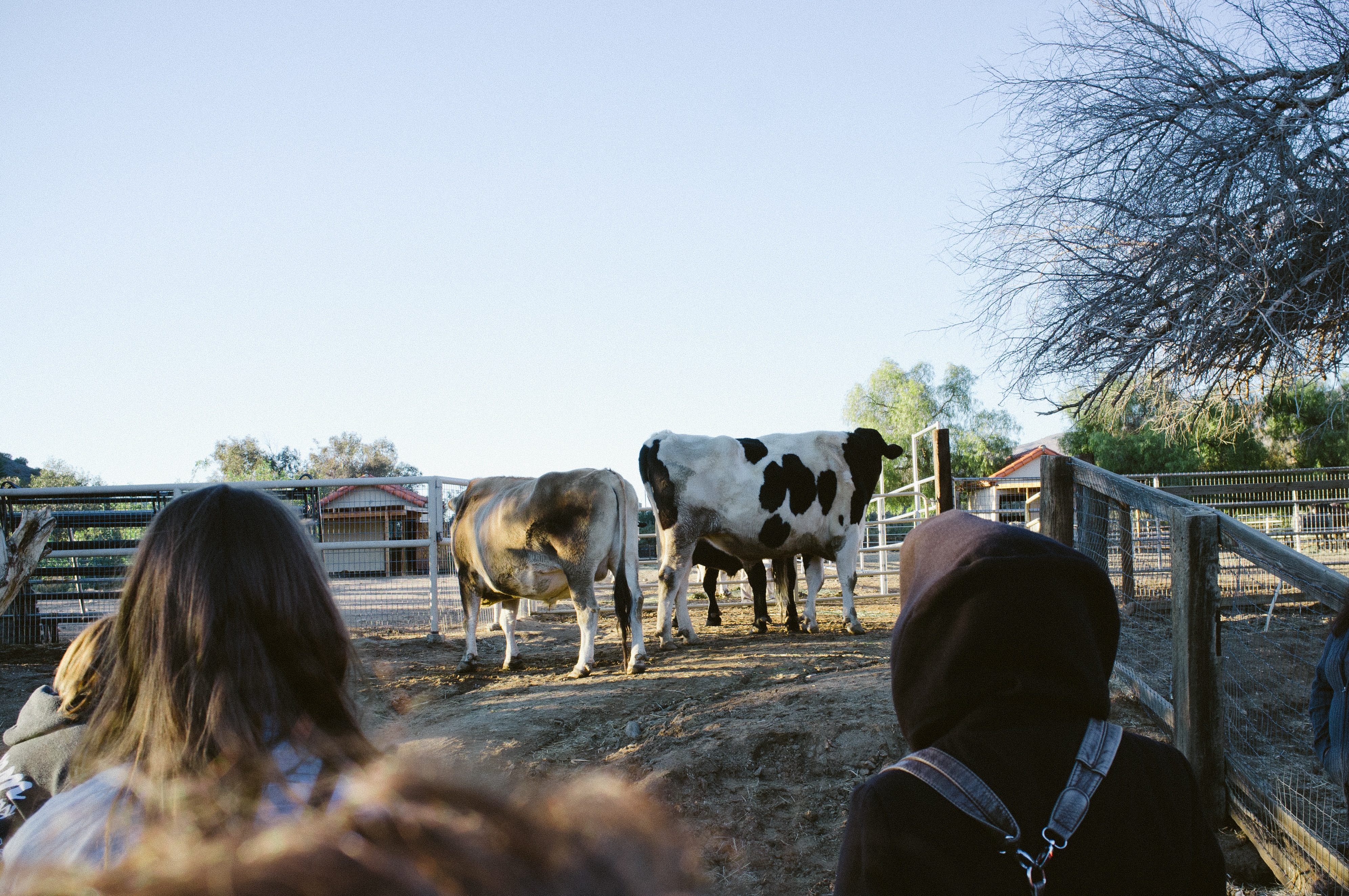 Visitors observing rescued cattle and a black-and-white cow in an enclosure at Farm Sanctuary.