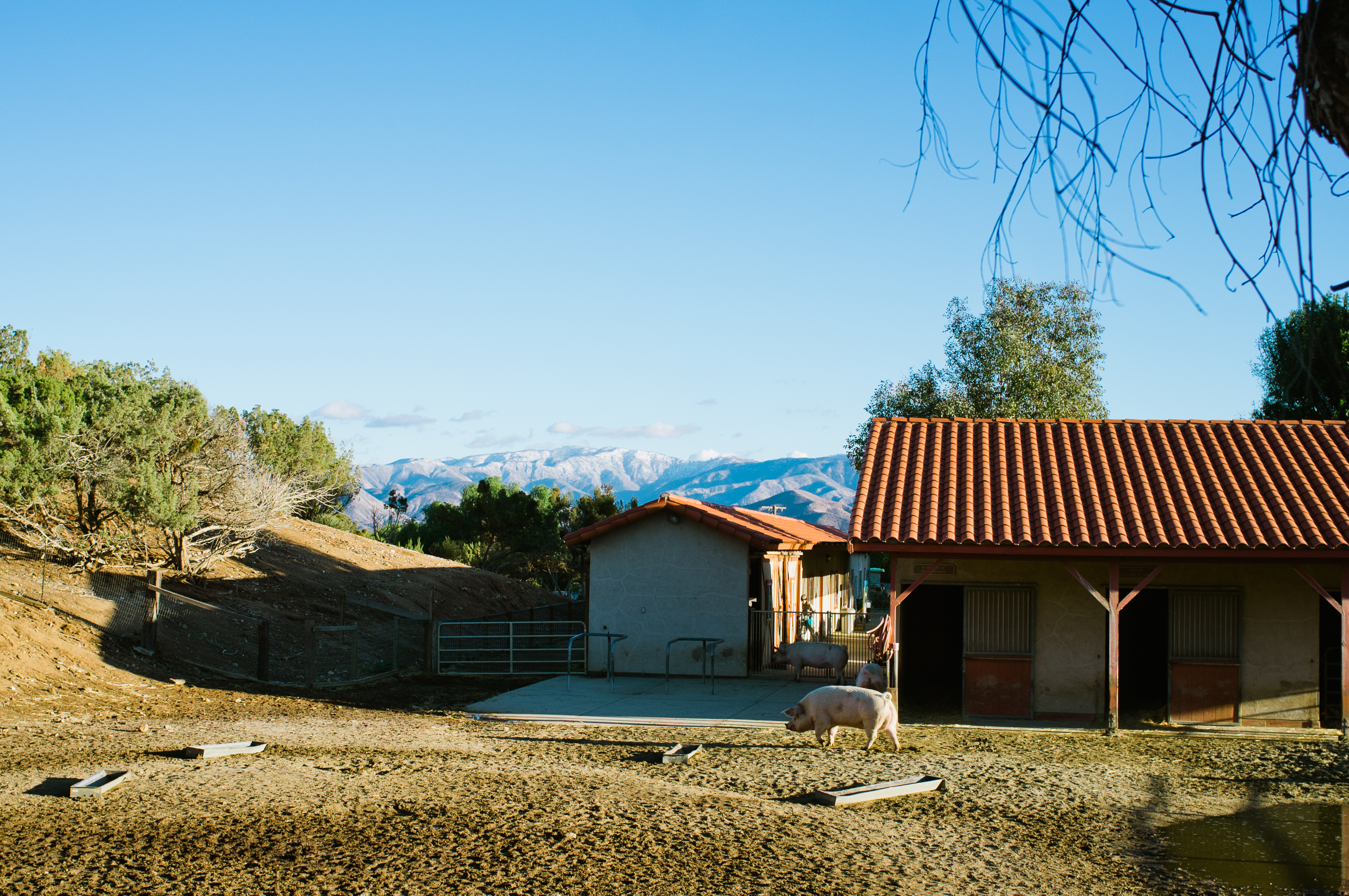 Pigs roaming an open dirt yard outside red-roof barns at Farm Sanctuary with snowy mountains beyond.