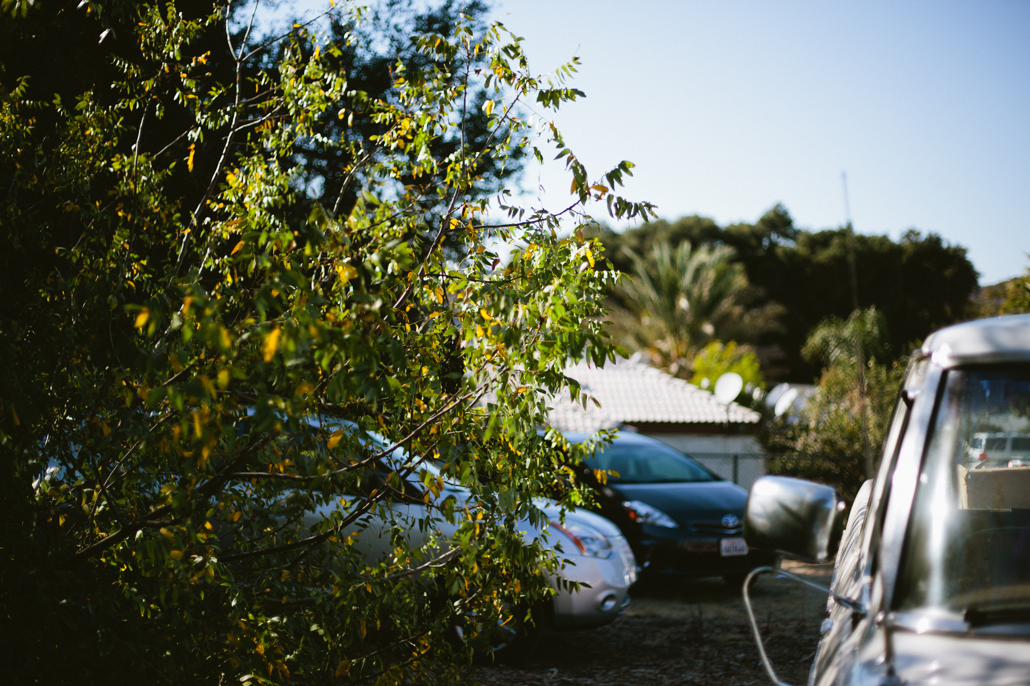 Sunlit green branches framing parked cars and a vintage white pickup truck in a driveway.