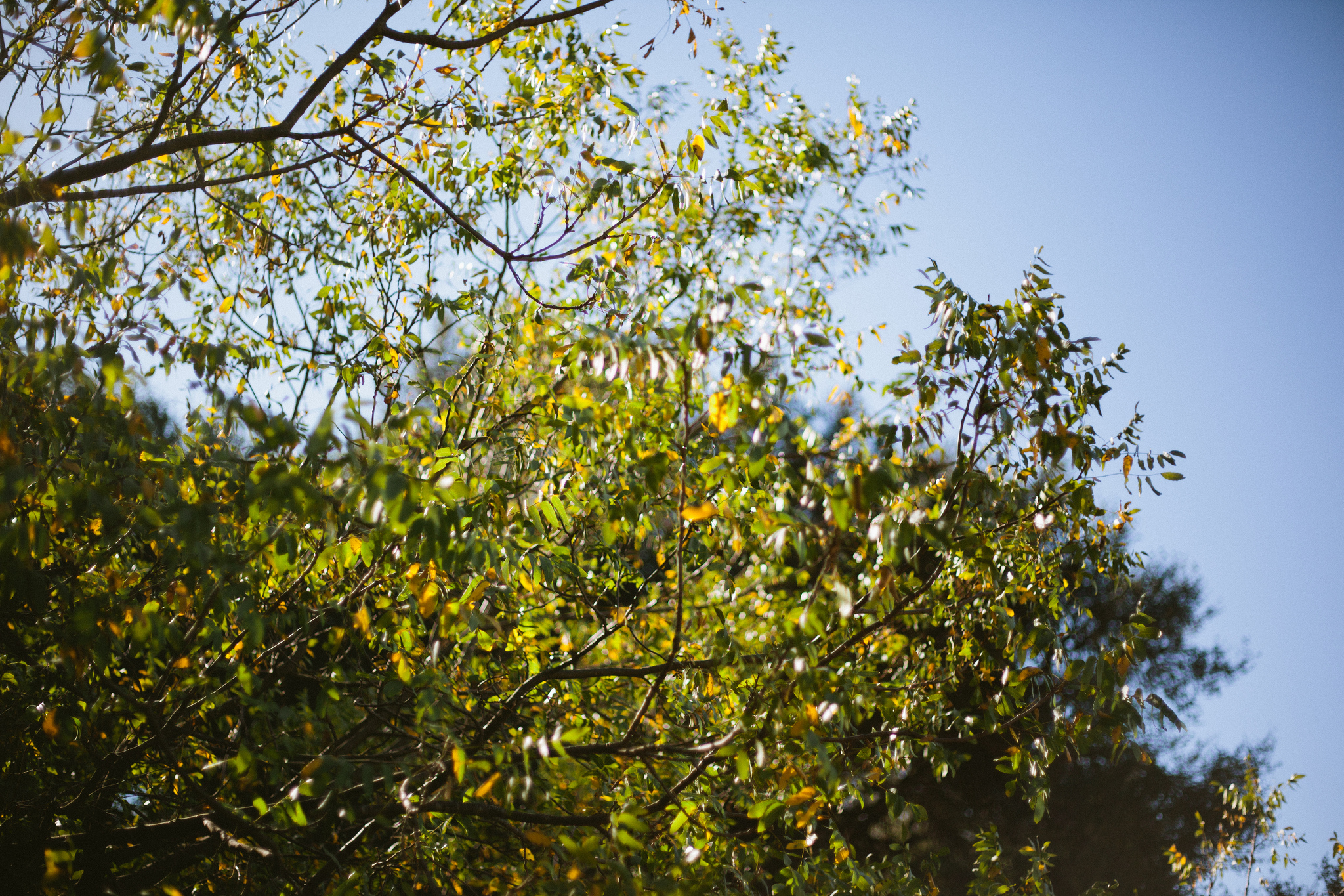 Delicate green and yellow leaves on slender tree branches against a clear blue California sky.