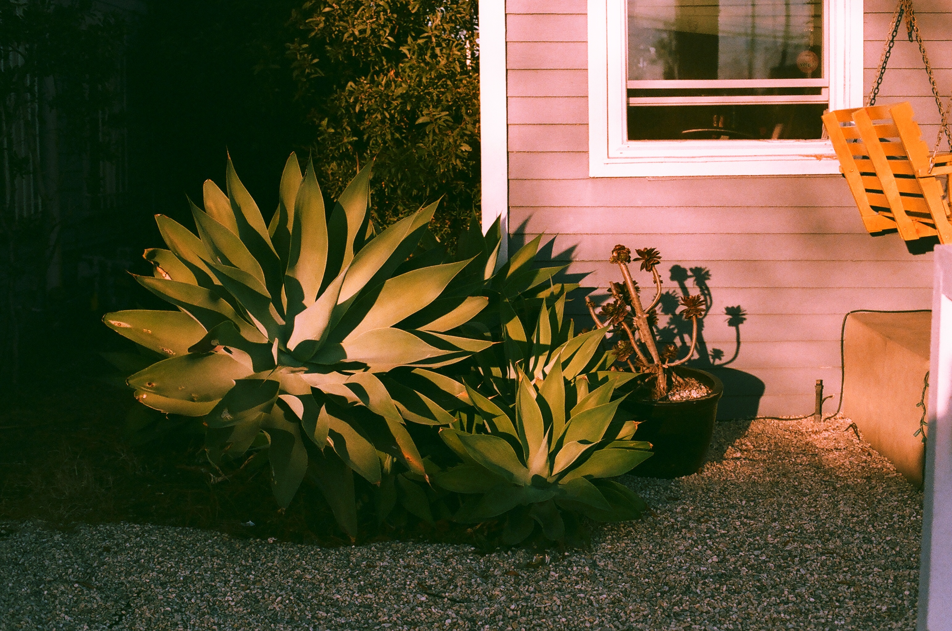 Large agave succulents in a gravel bed next to an orange porch swing in warm afternoon light.