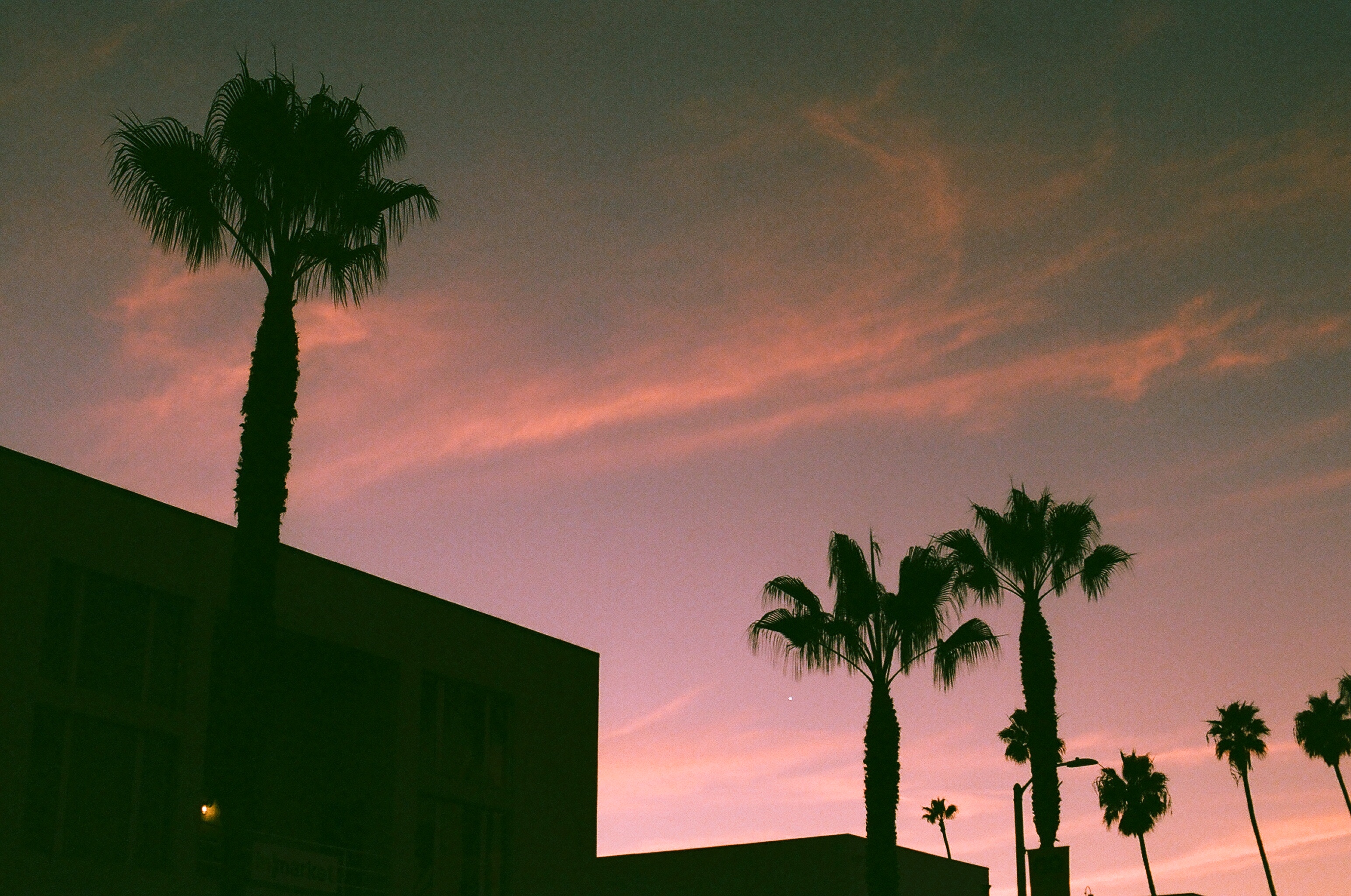 Silhouettes of tall California palm trees and building rooftops against a vivid purple and pink sunset sky.