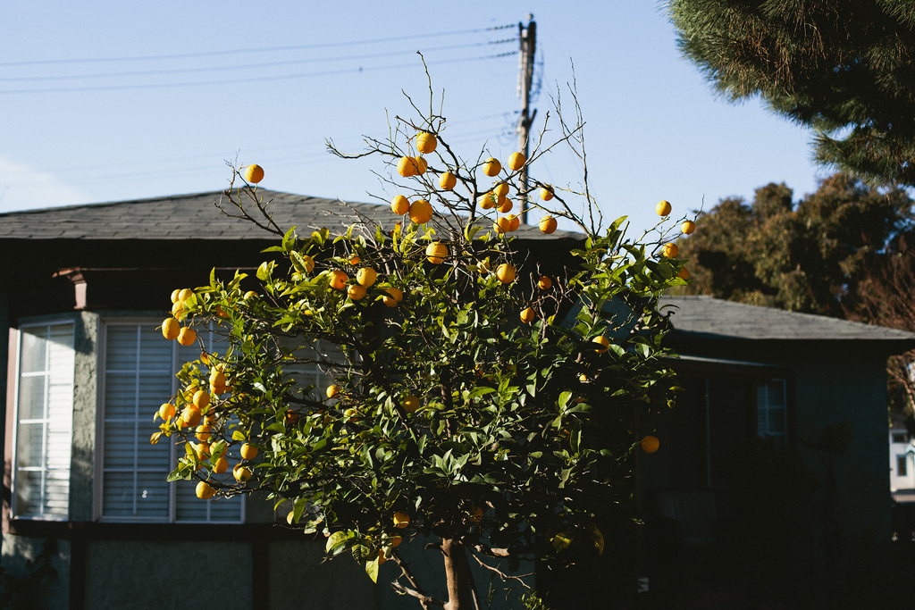 A young citrus tree loaded with bright ripe yellow fruit growing in a residential front yard on a sunny day.