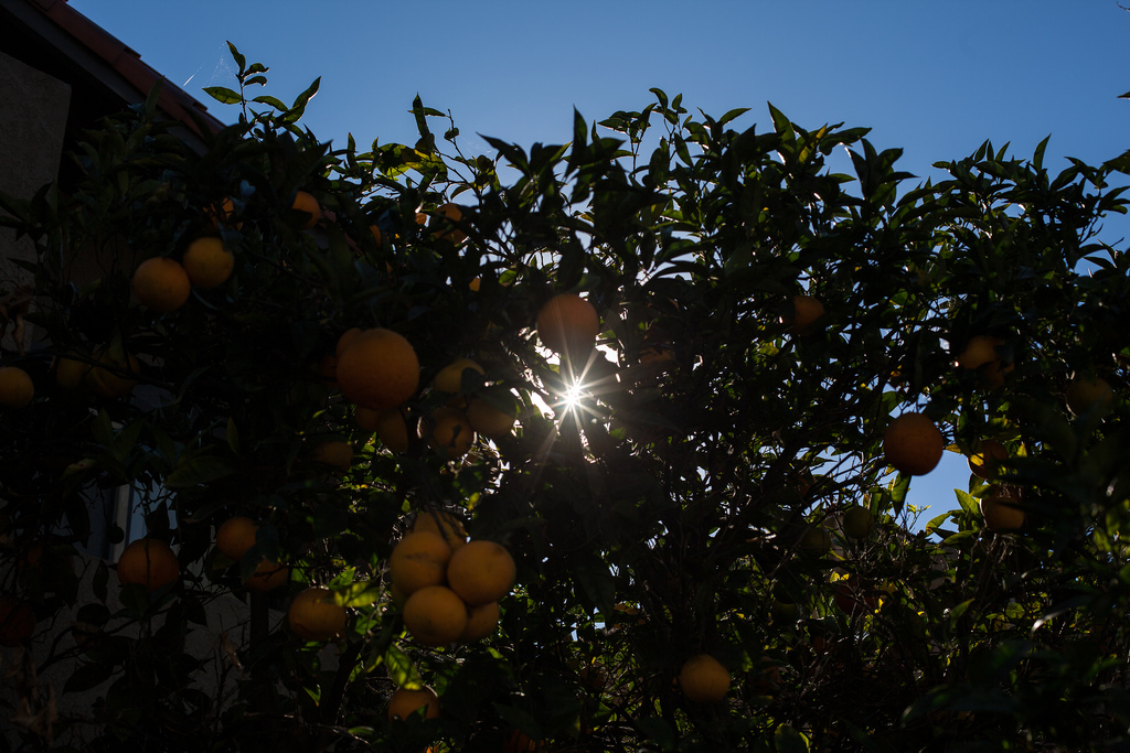 Bright sunburst flaring through the green leaves and ripe fruit of an orange tree against a vivid blue sky.