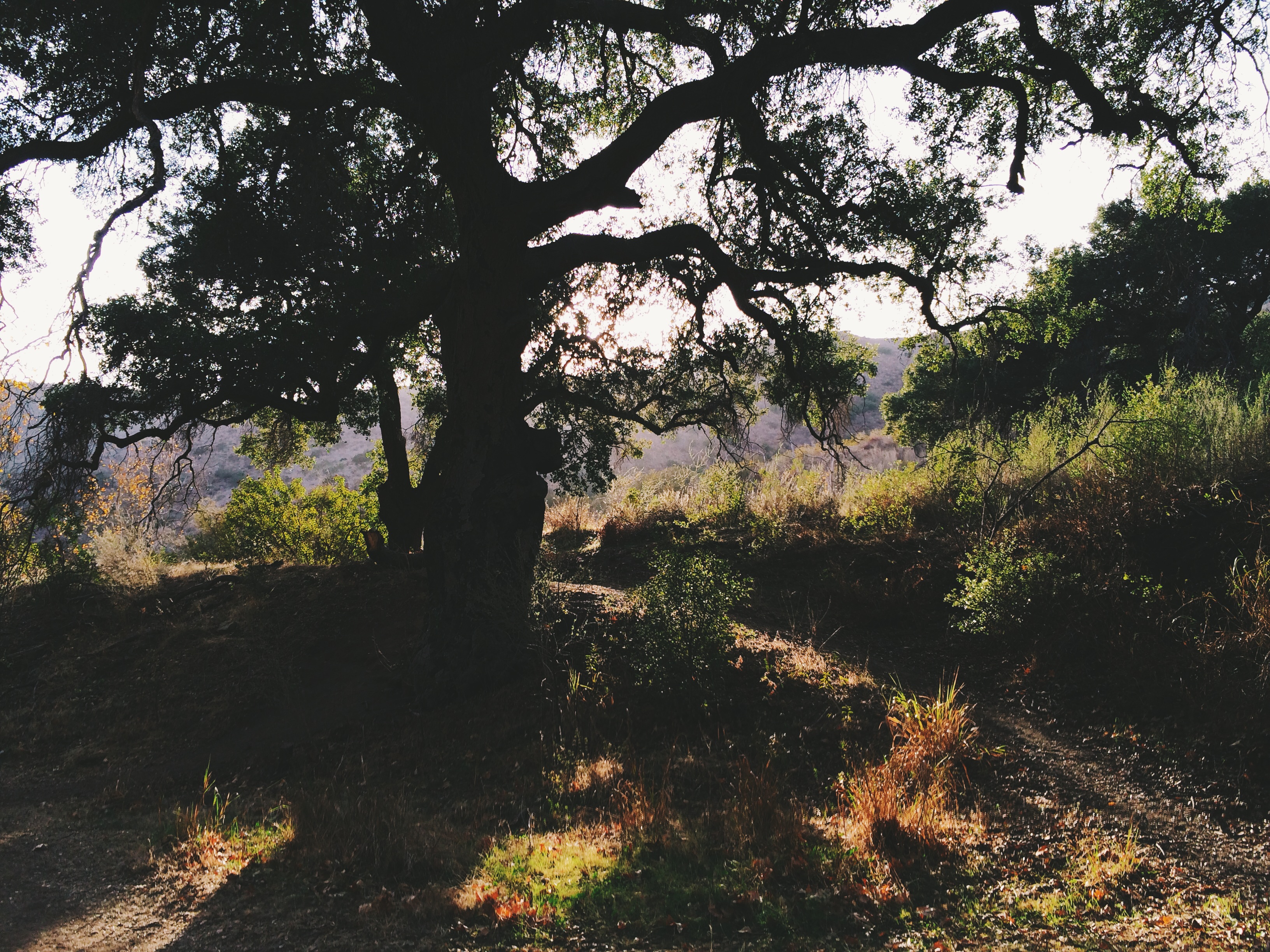 Silhouette of a massive oak tree with spreading branches casting deep shade over a hiking trail.