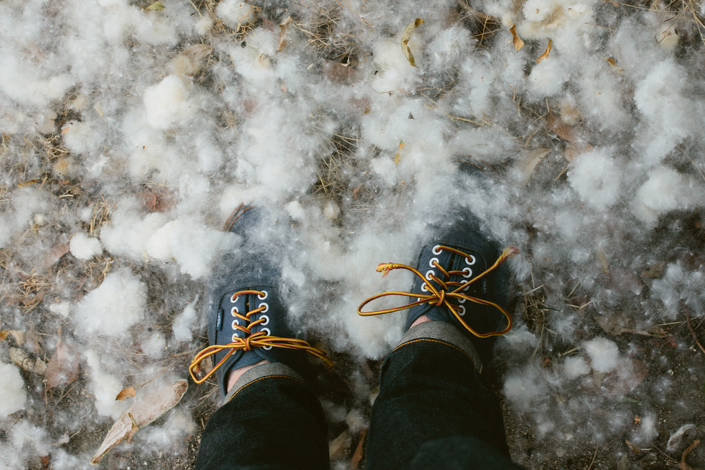 Overhead view of blue canvas sneakers standing in fluffy white tree fluff on the ground at Angels Knoll.