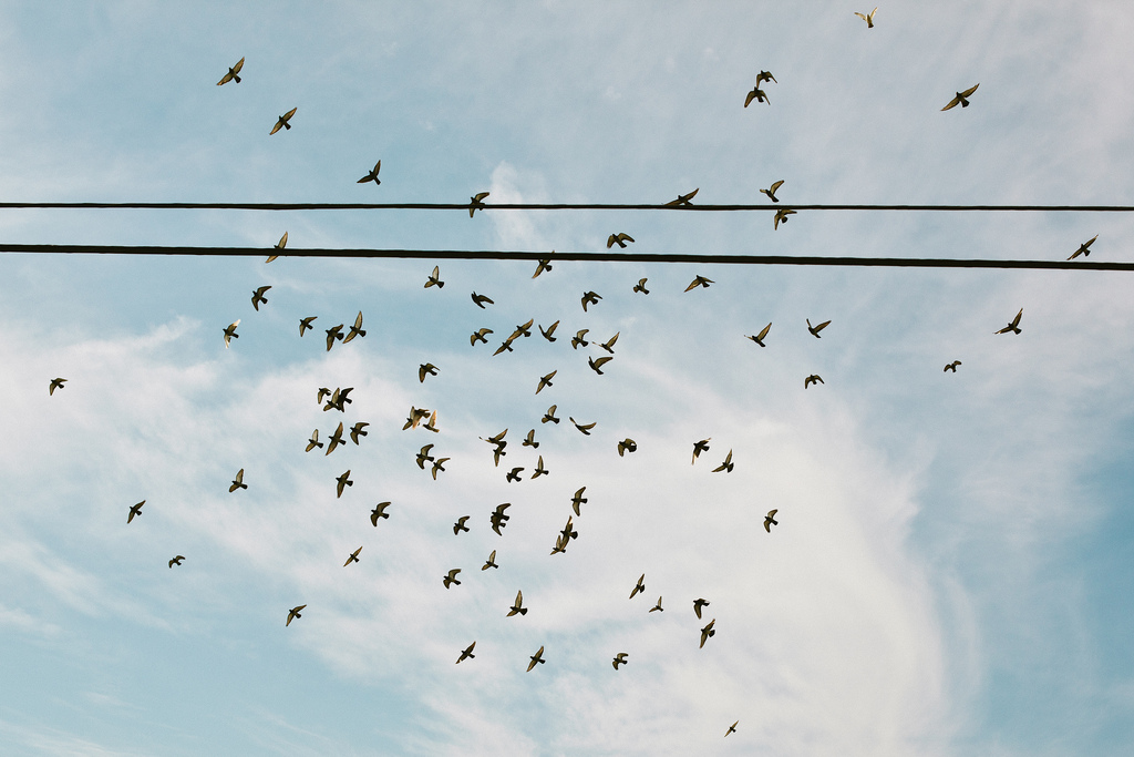 A flock of birds scattering in flight across overhead utility cables against a pale blue clouded sky.
