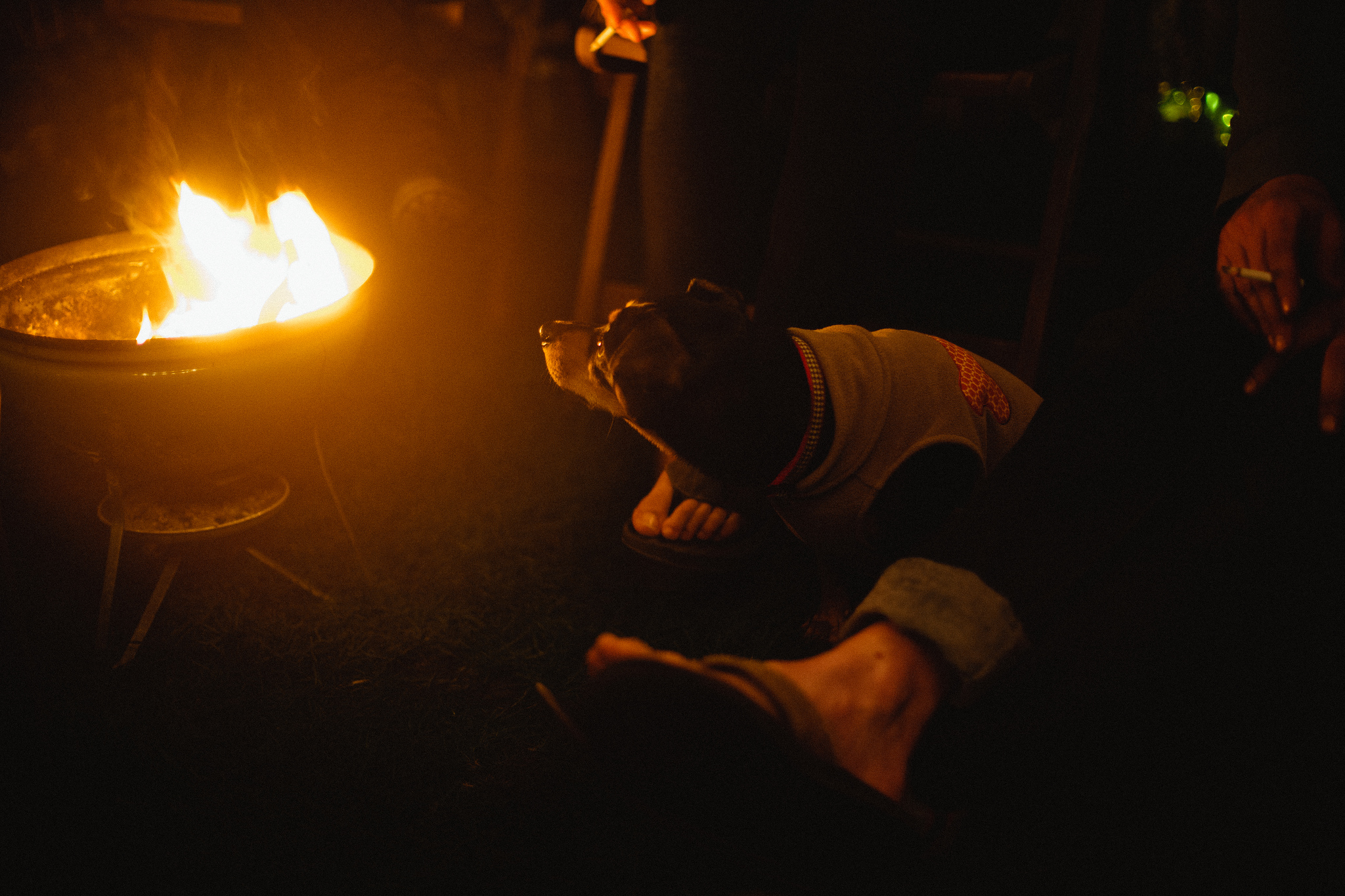Small dog in a vest warming itself on the grass beside people's feet by an outdoor fire bowl.