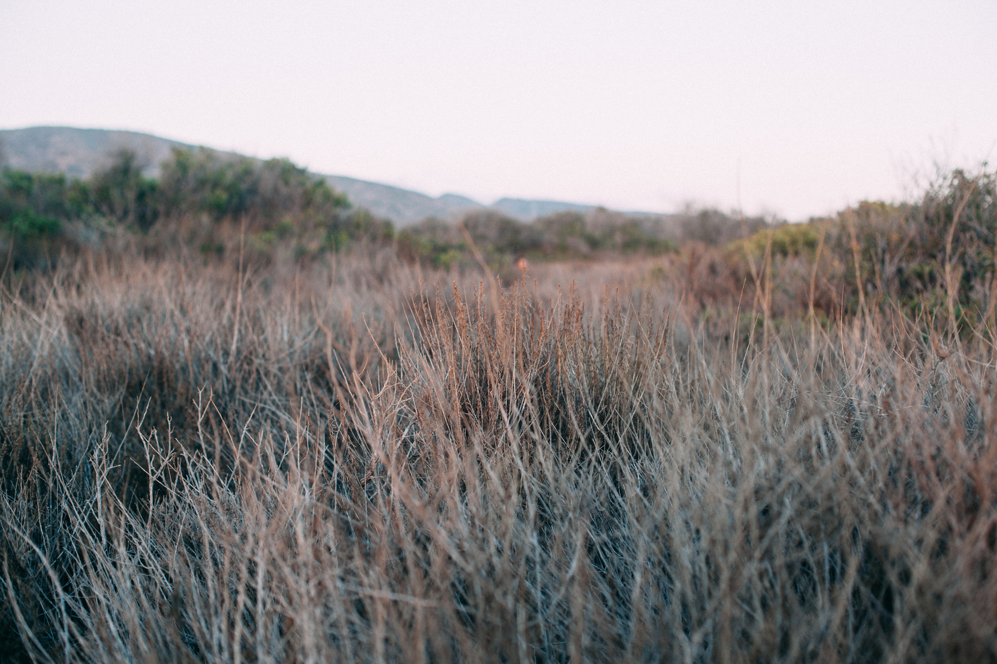 Dense coastal scrub brush and dry wild grasses in a field at dusk with rolling hills softly blurred in the distance, shot with a Canon 5D Mark II.