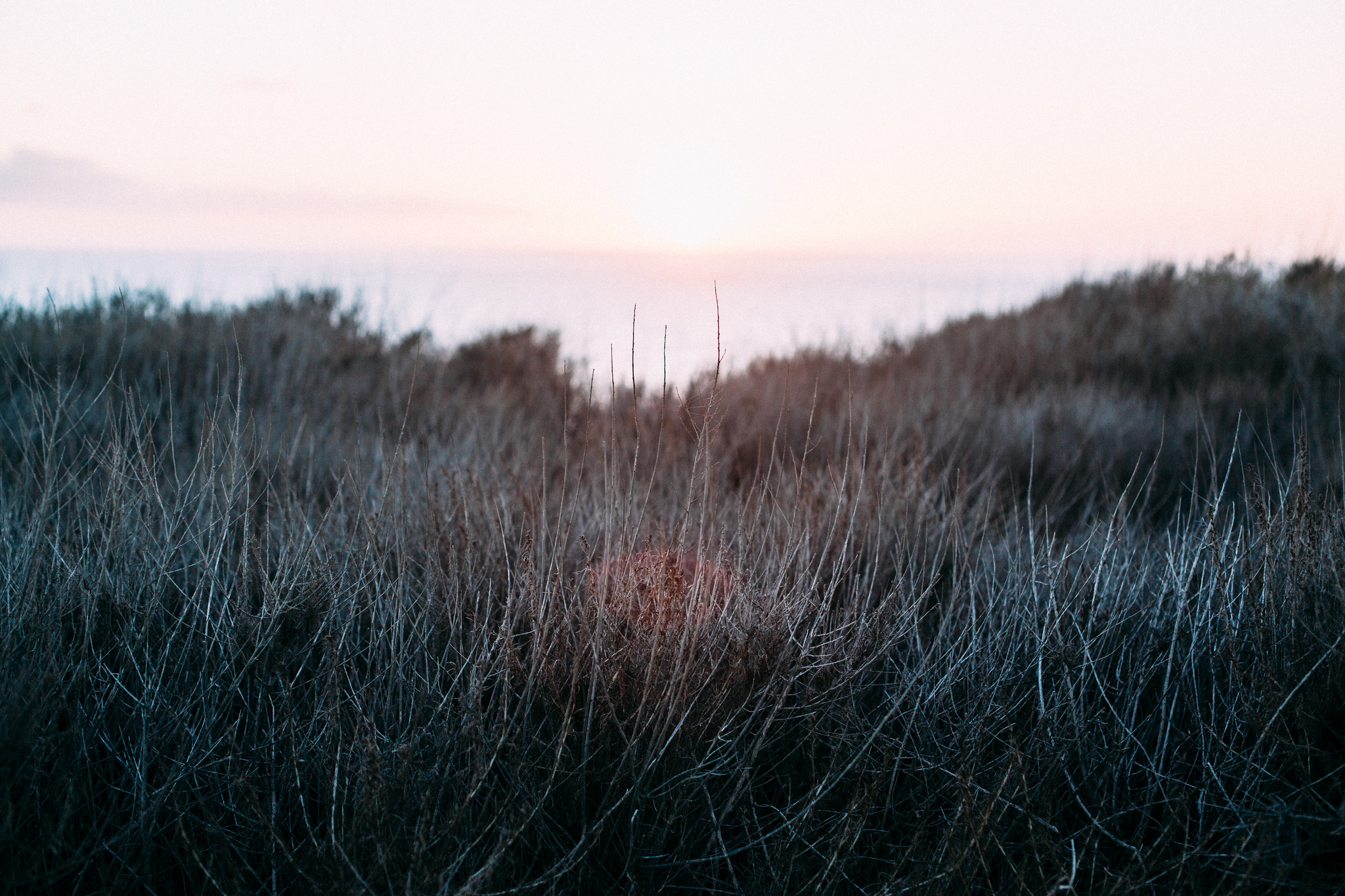 Close-up textured view of dry wild grasses silhouetted against a pale pastel sunset horizon over the sea, shot with a Canon 5D Mark II.
