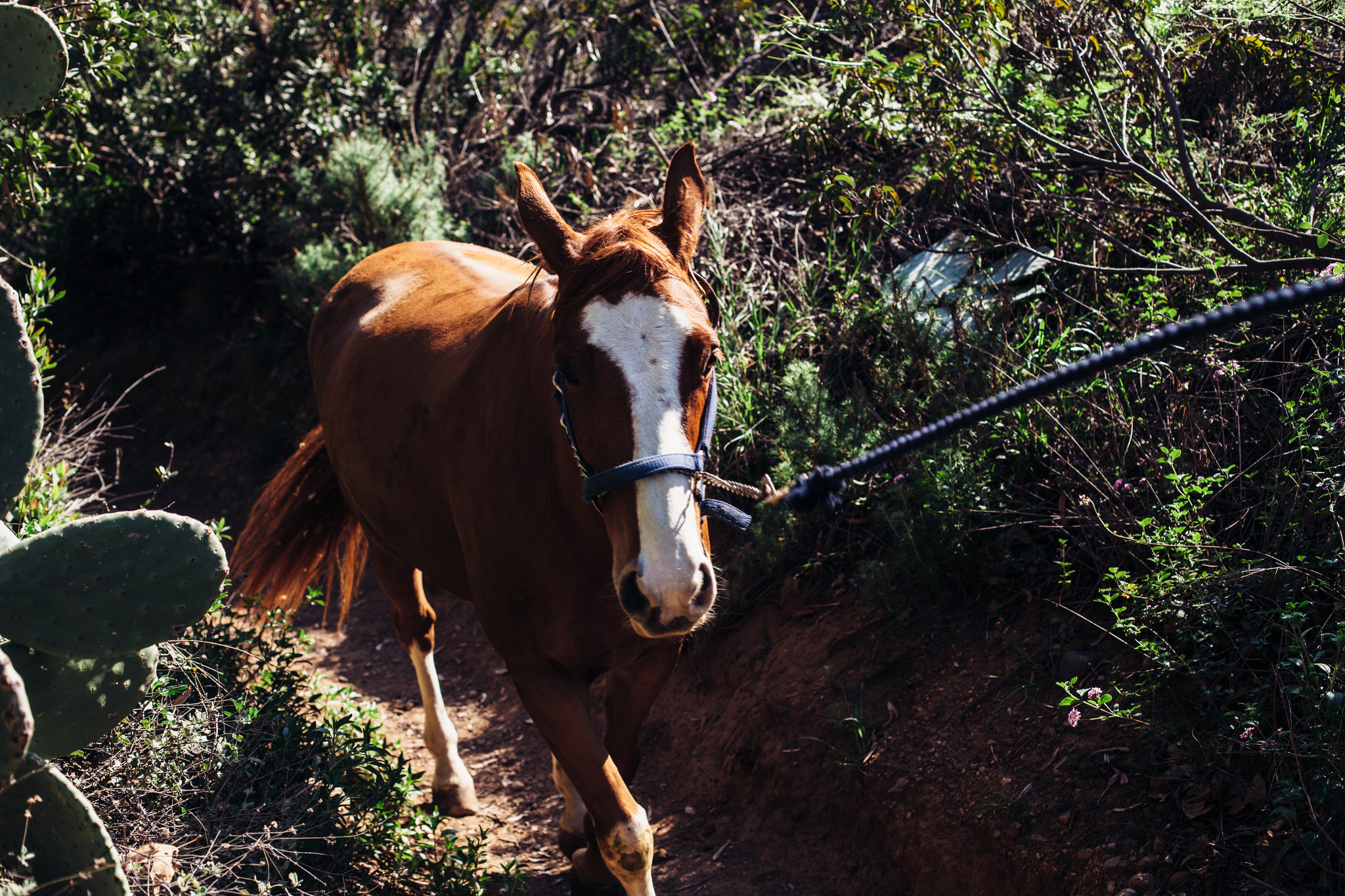 Brown horse with a white blaze walking along a narrow dirt trail bordered by cactus and dry brush.