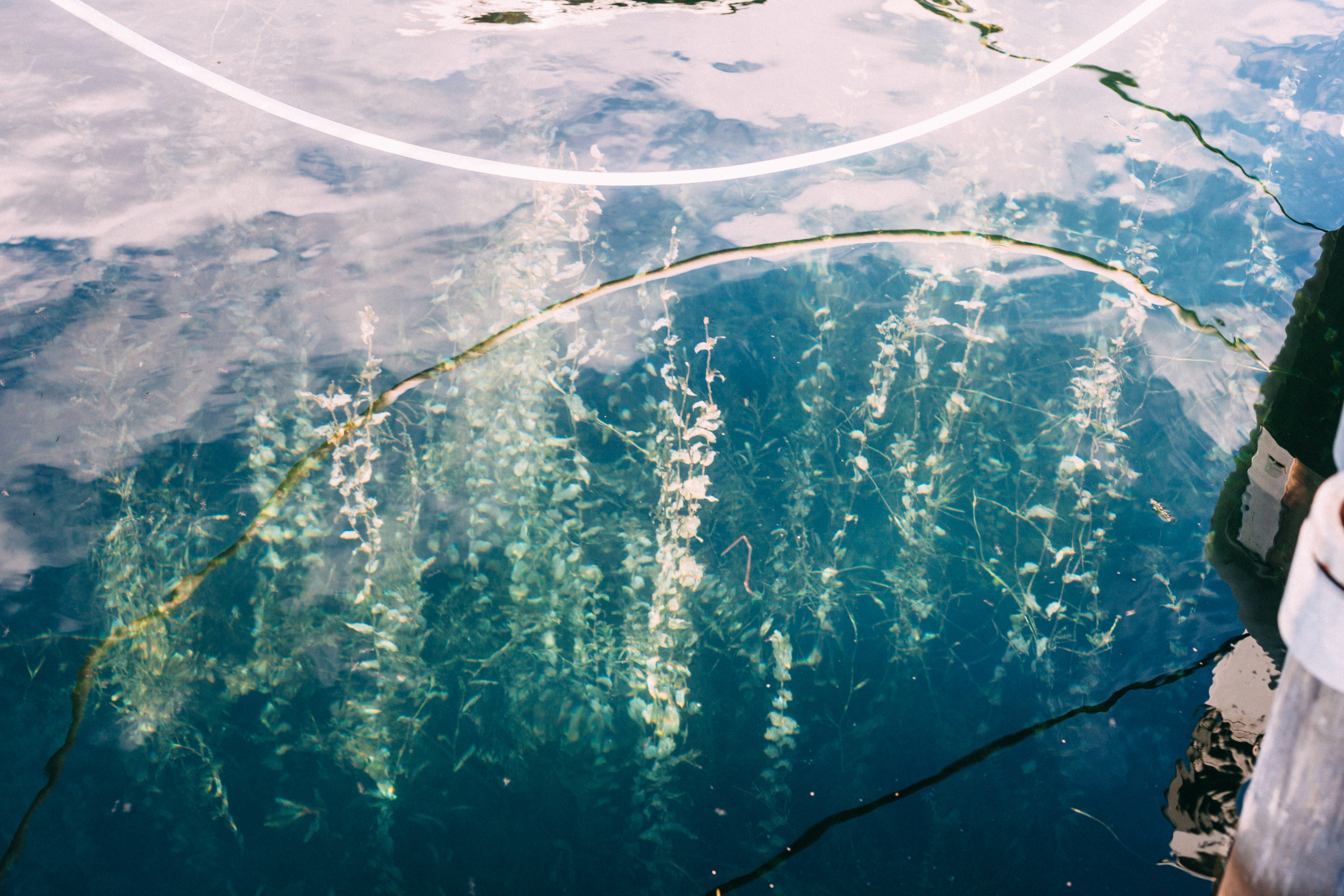 View looking down into crystal clear lake water revealing underwater aquatic plants and weeds swaying near a dock.