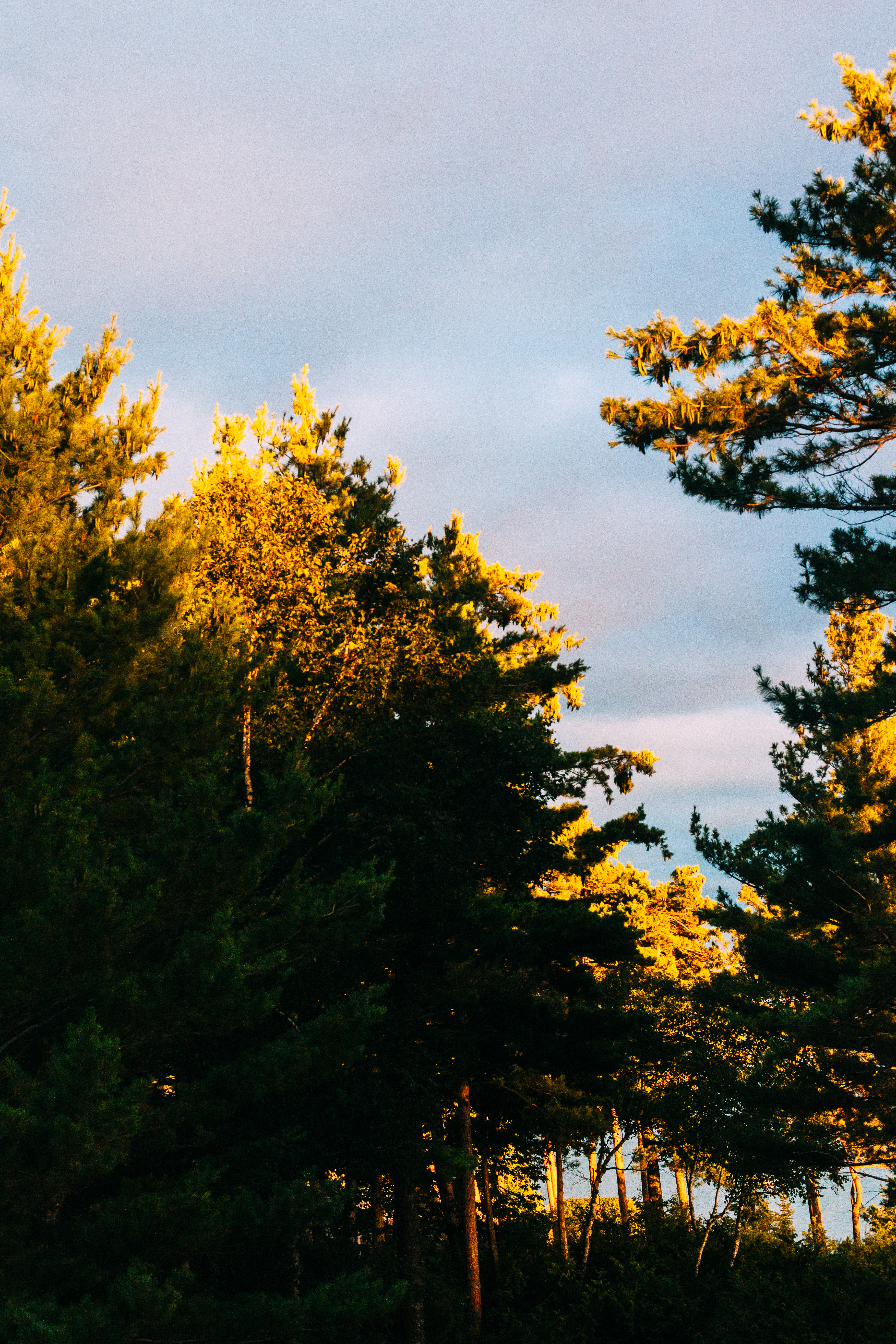 Tall pine and deciduous tree crowns illuminated by warm golden sunset light against an evening sky.