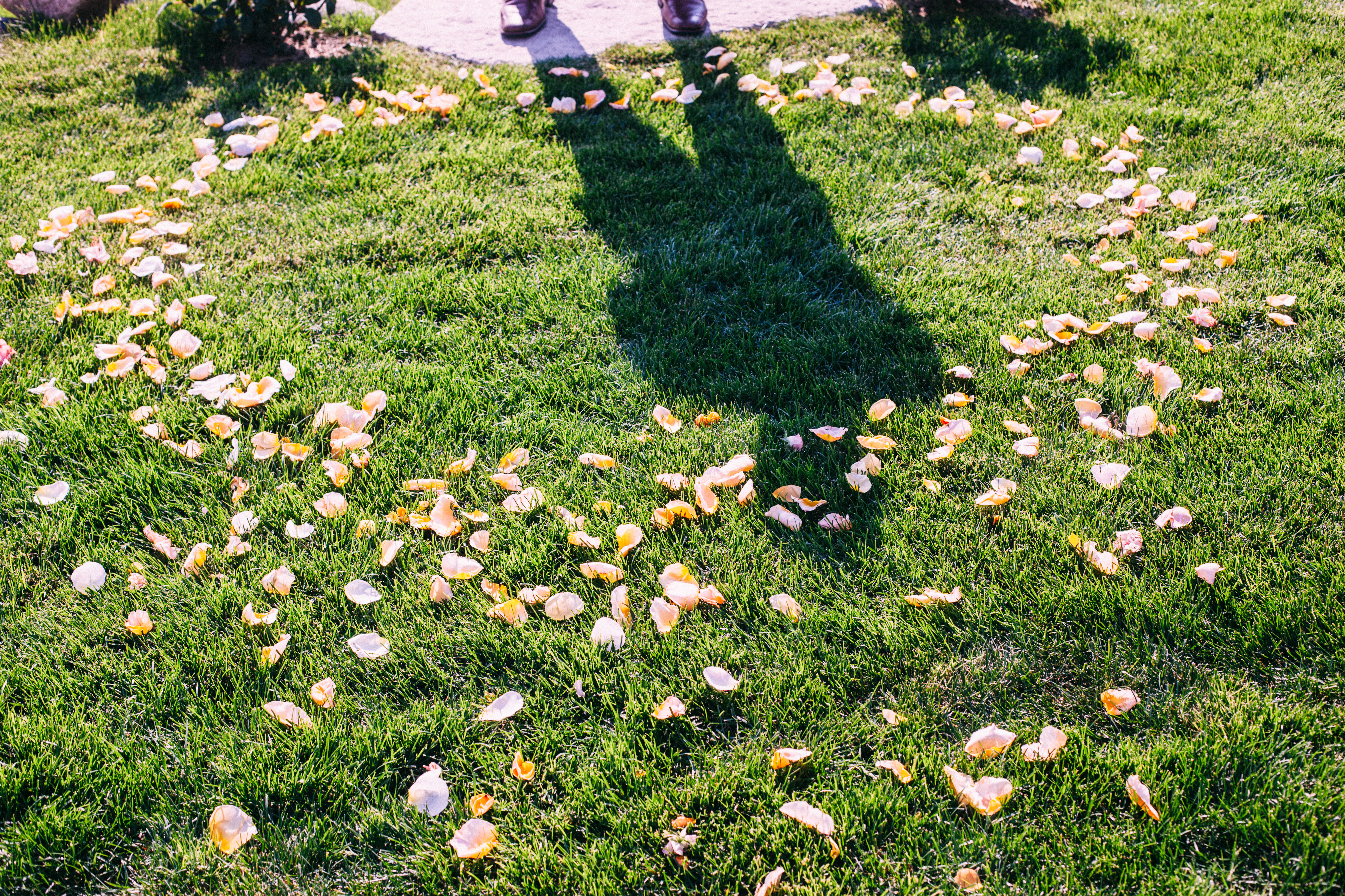 Golden sunlight on yellow flower petals scattered on green grass with the photographer's shadow.
