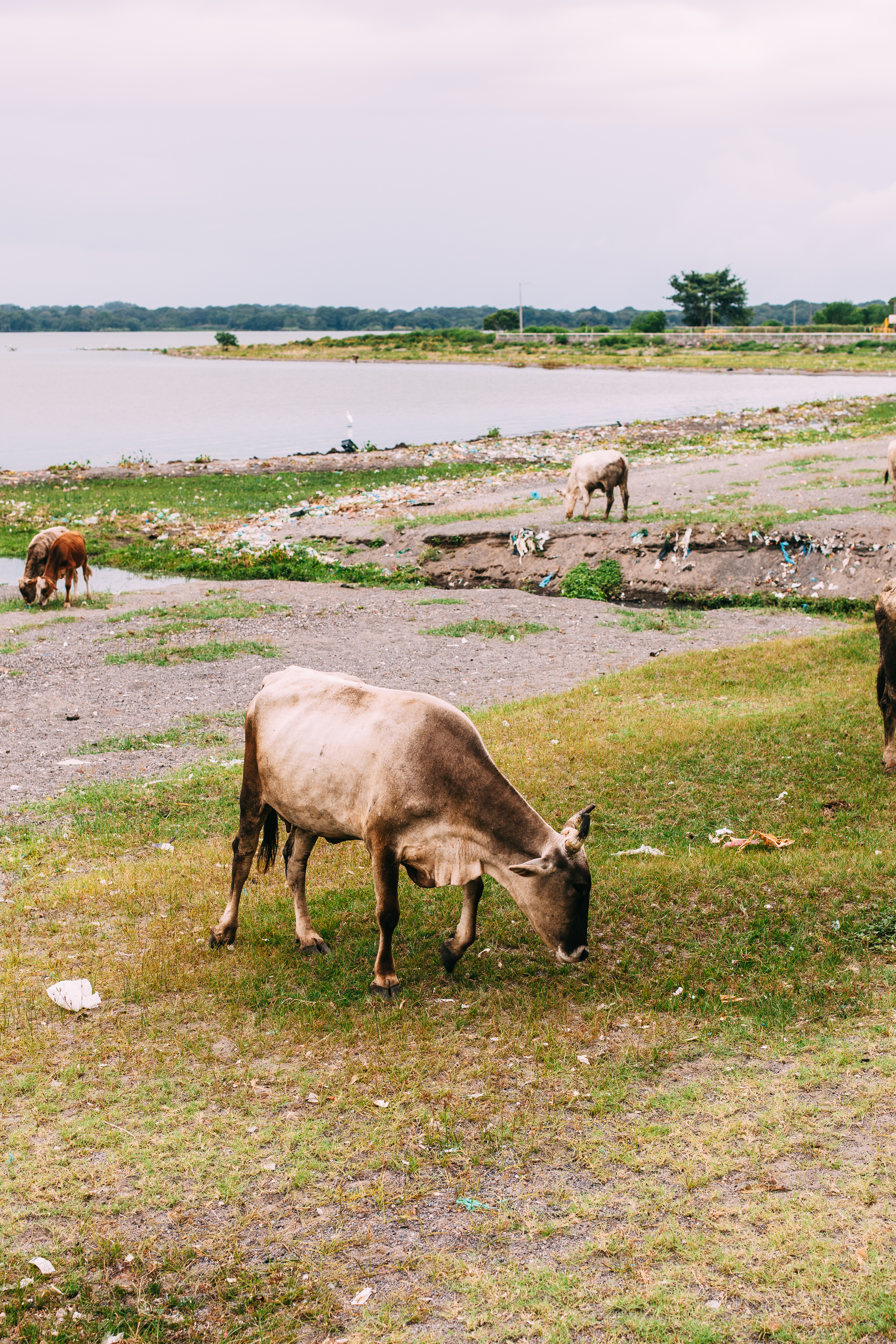 Light brown cow grazing along the rocky, litter-strewn shoreline of Lake Nicaragua on an overcast day.