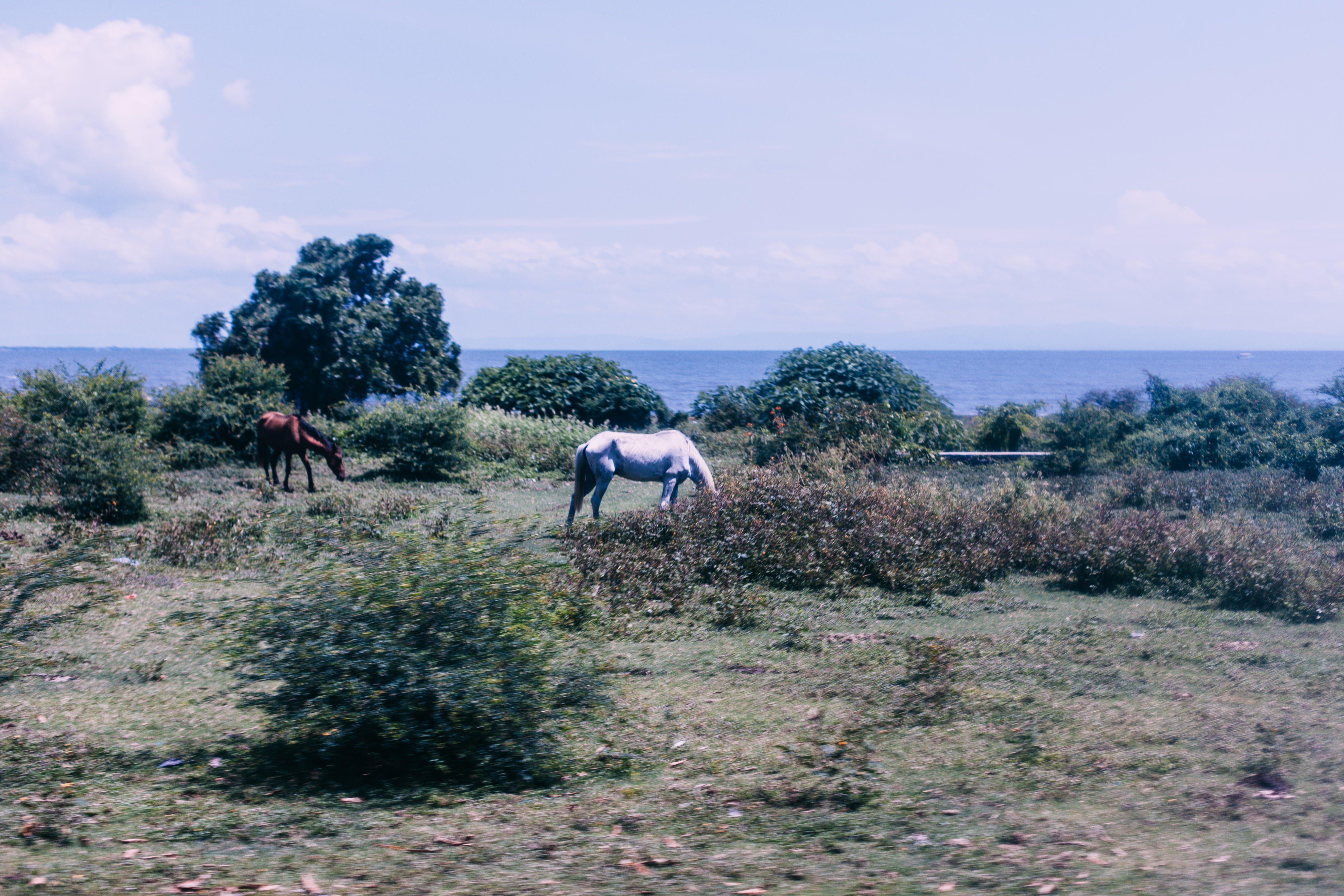 Two horses grazing in a grassy field overlooking the vast blue expanse of Lake Nicaragua under blue sky.