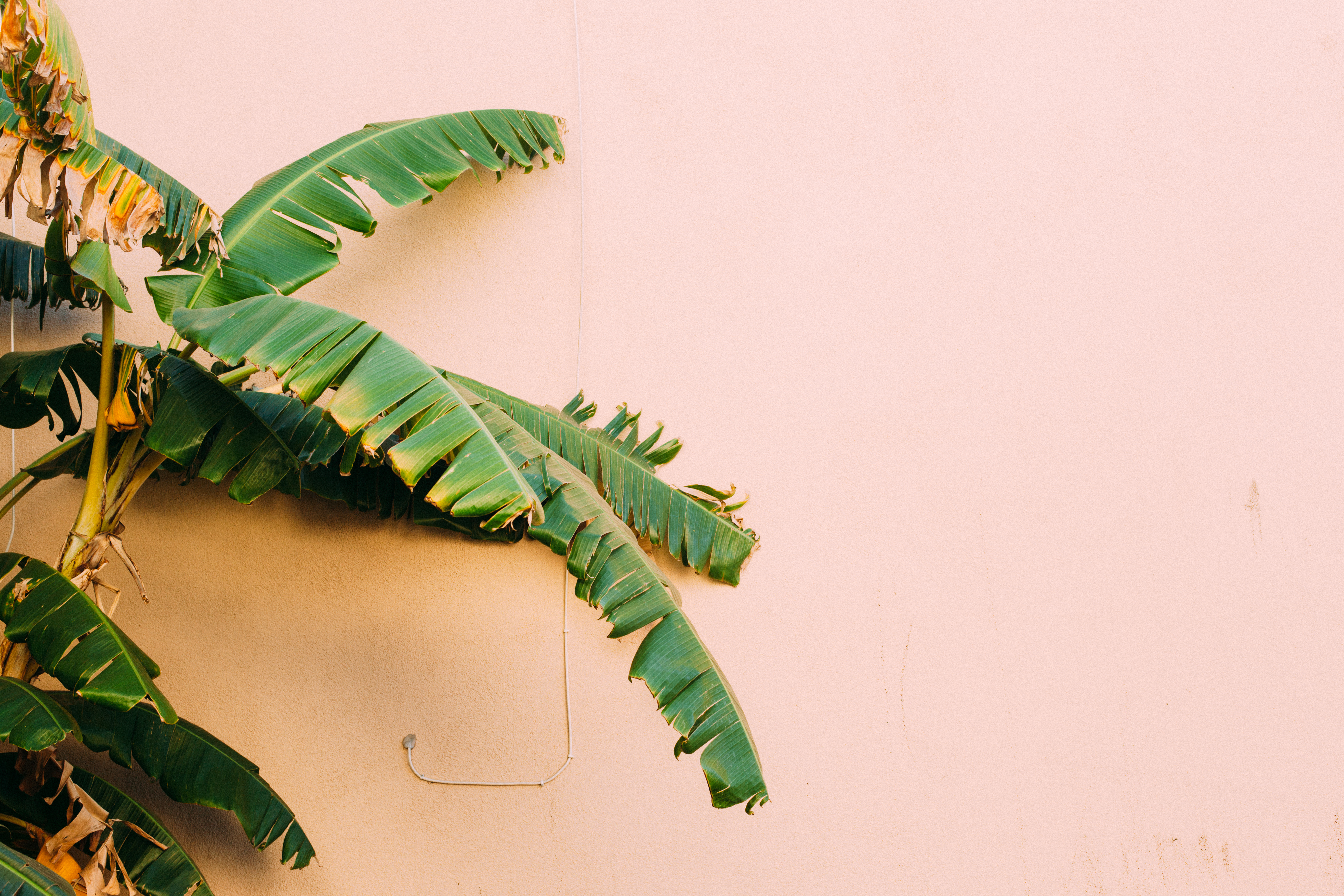Horizontal view of arching banana palm fronds and foliage framing the left side against a pale peach stucco wall.