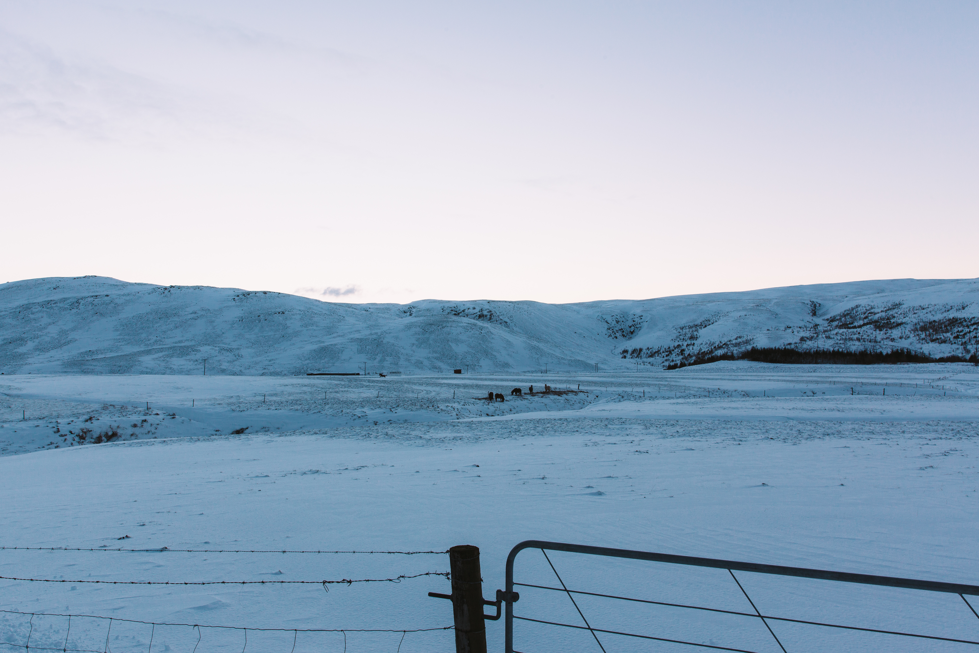 Metal gate overlooking a snow-covered field with horses grazing beneath rolling hills in Iceland.