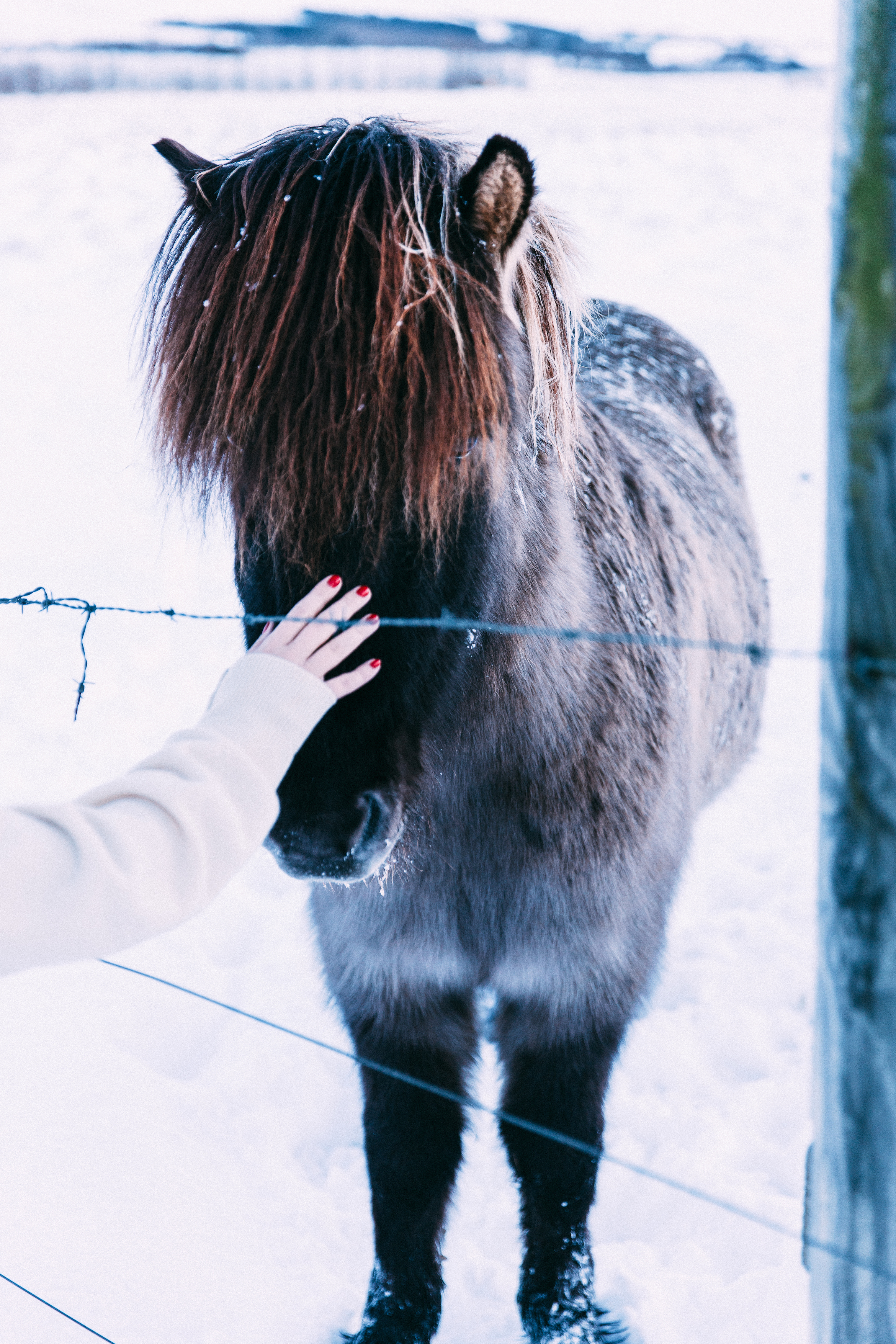 Hand with red nail polish reaching over a fence to pet the forehead of a shaggy dark Icelandic horse.