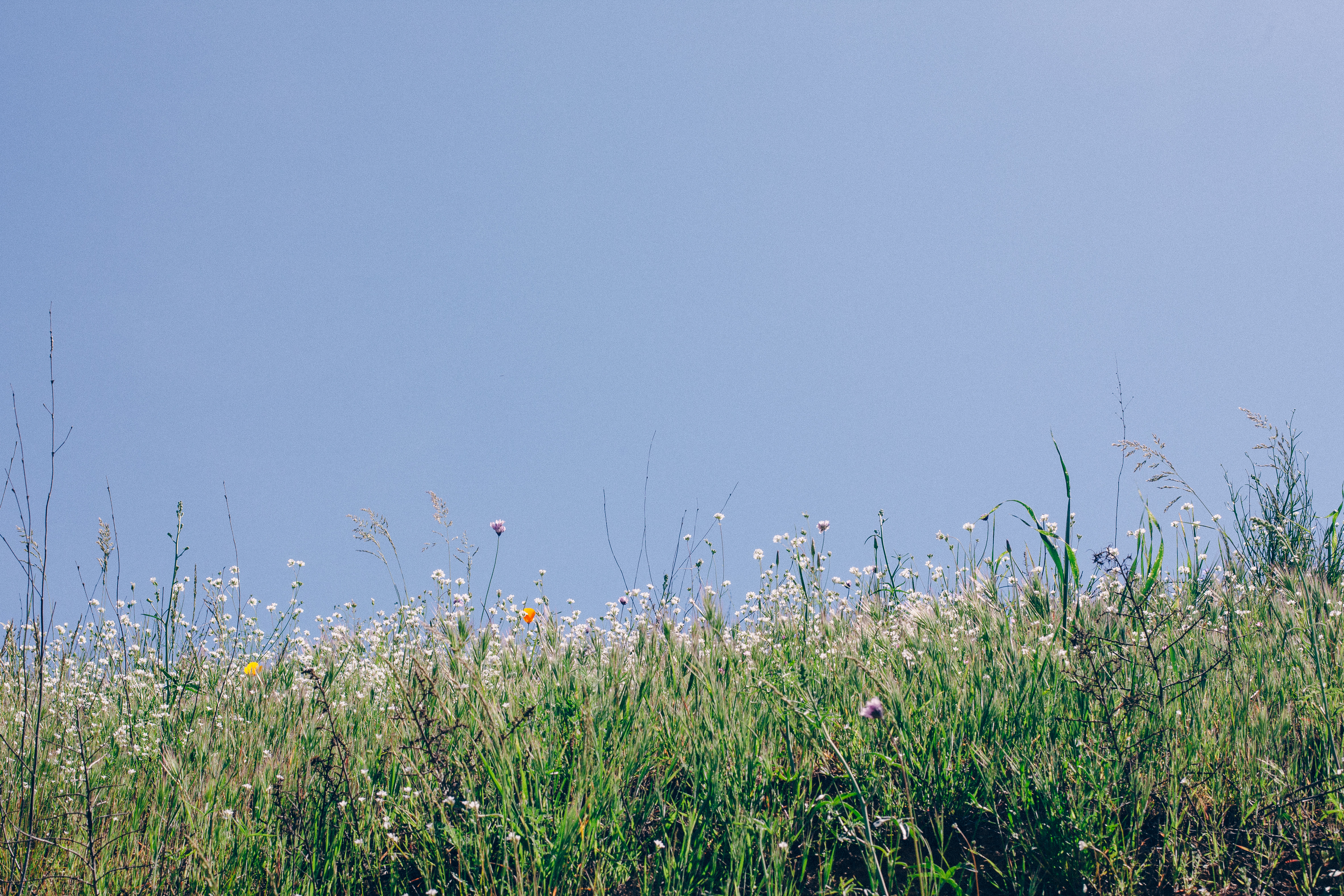 Grassy hillside covered in tiny white wildflowers against a clear pale blue California sky.