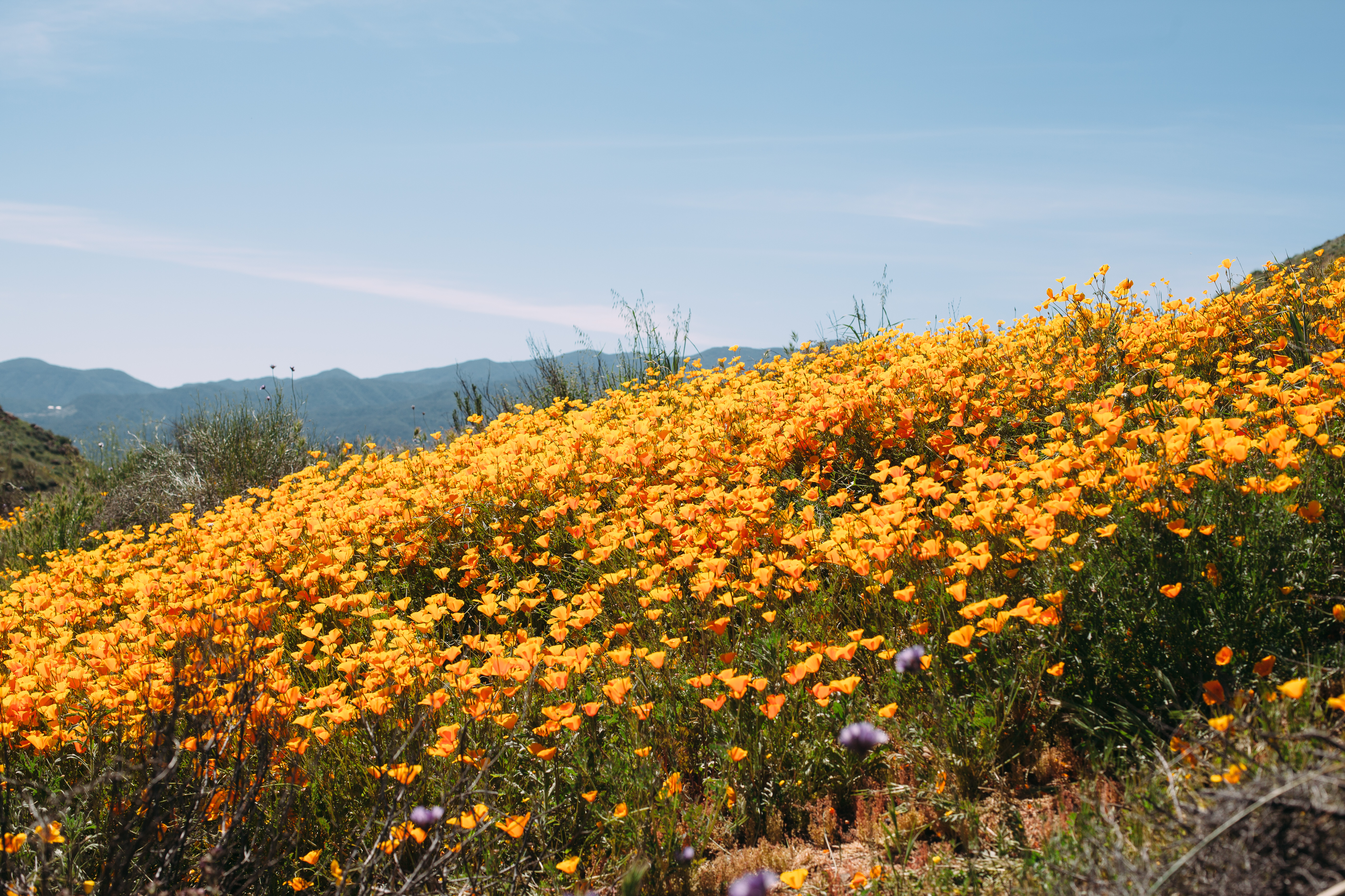 Hillside blanketed in blooming orange California poppies under a blue sky during the superbloom.