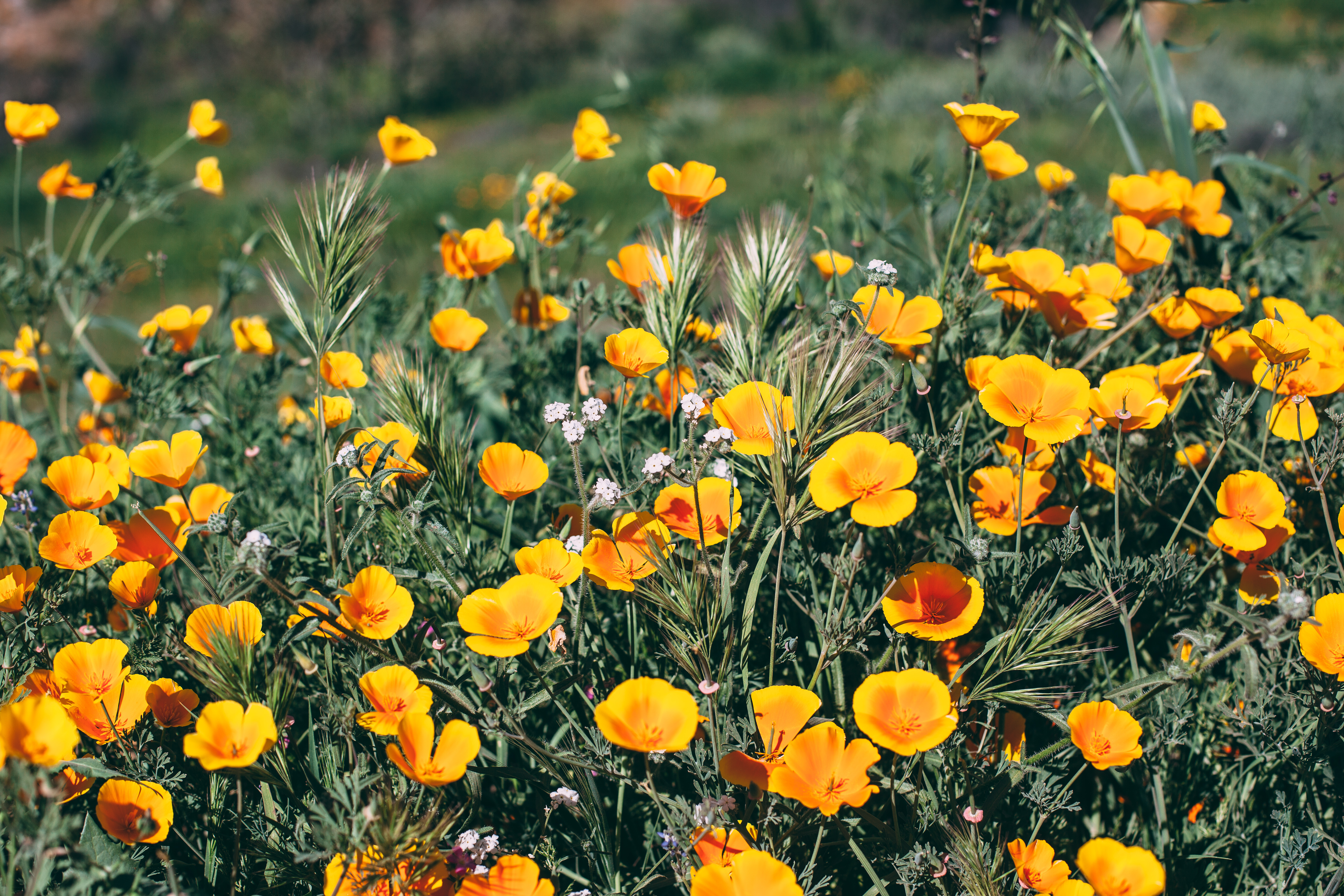 Close-up of bright orange California poppies and wild grasses blooming in the sunshine.