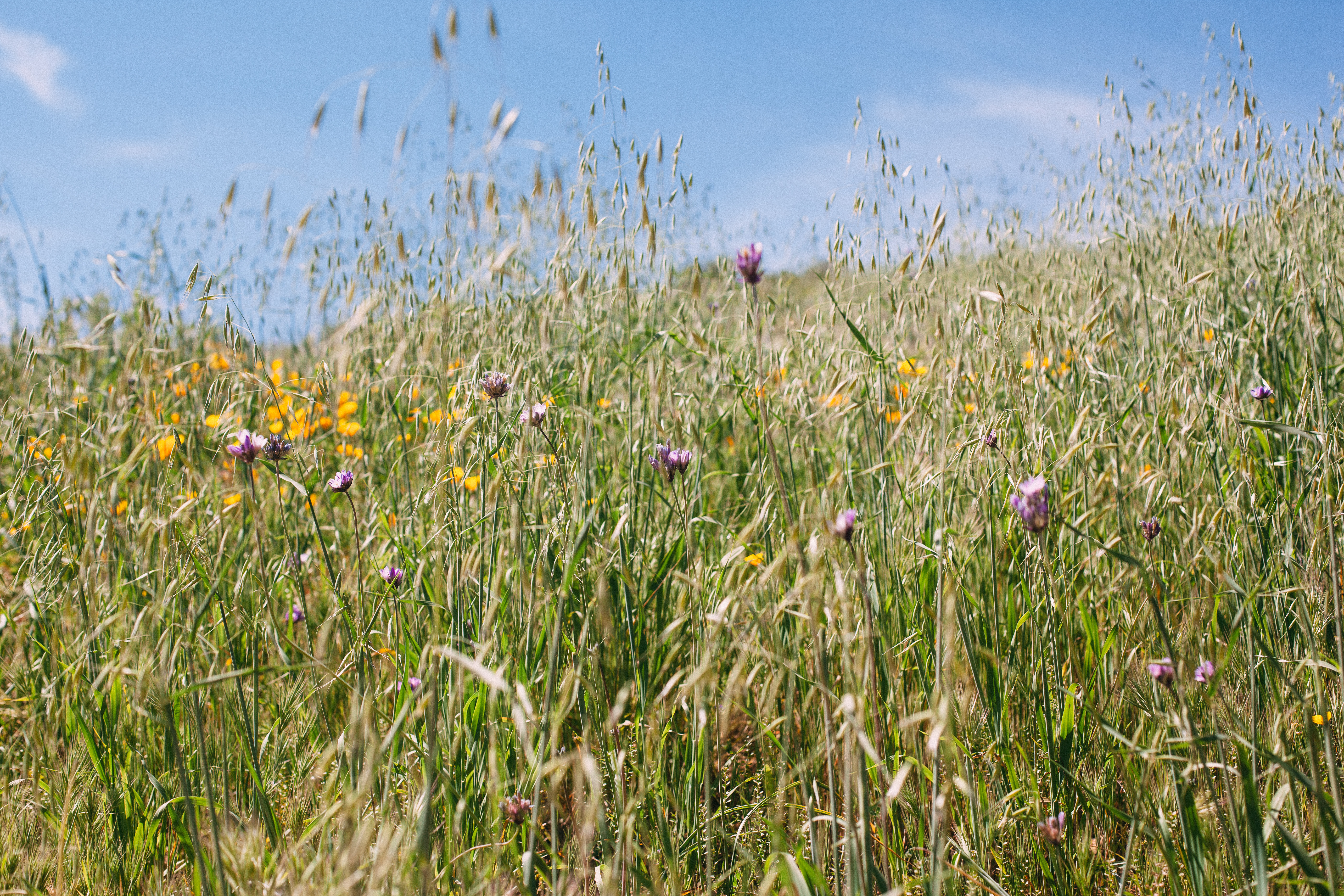 Golden grass stalks and purple wildflowers swaying on a sun-drenched meadow hillside.