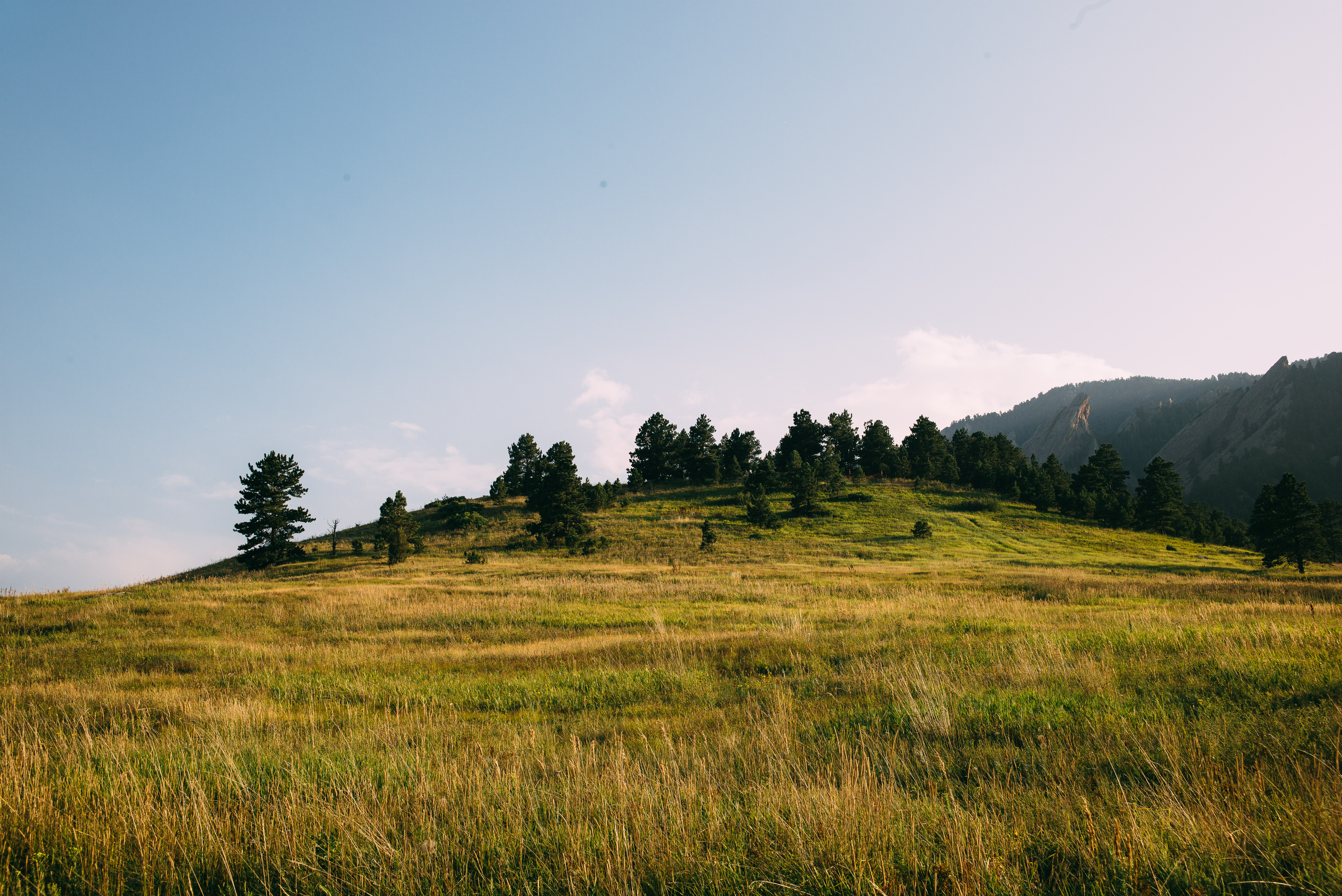 Sunlit grassy hillside with a crest of evergreen pine trees and distant rocky ridges in Boulder, Colorado.