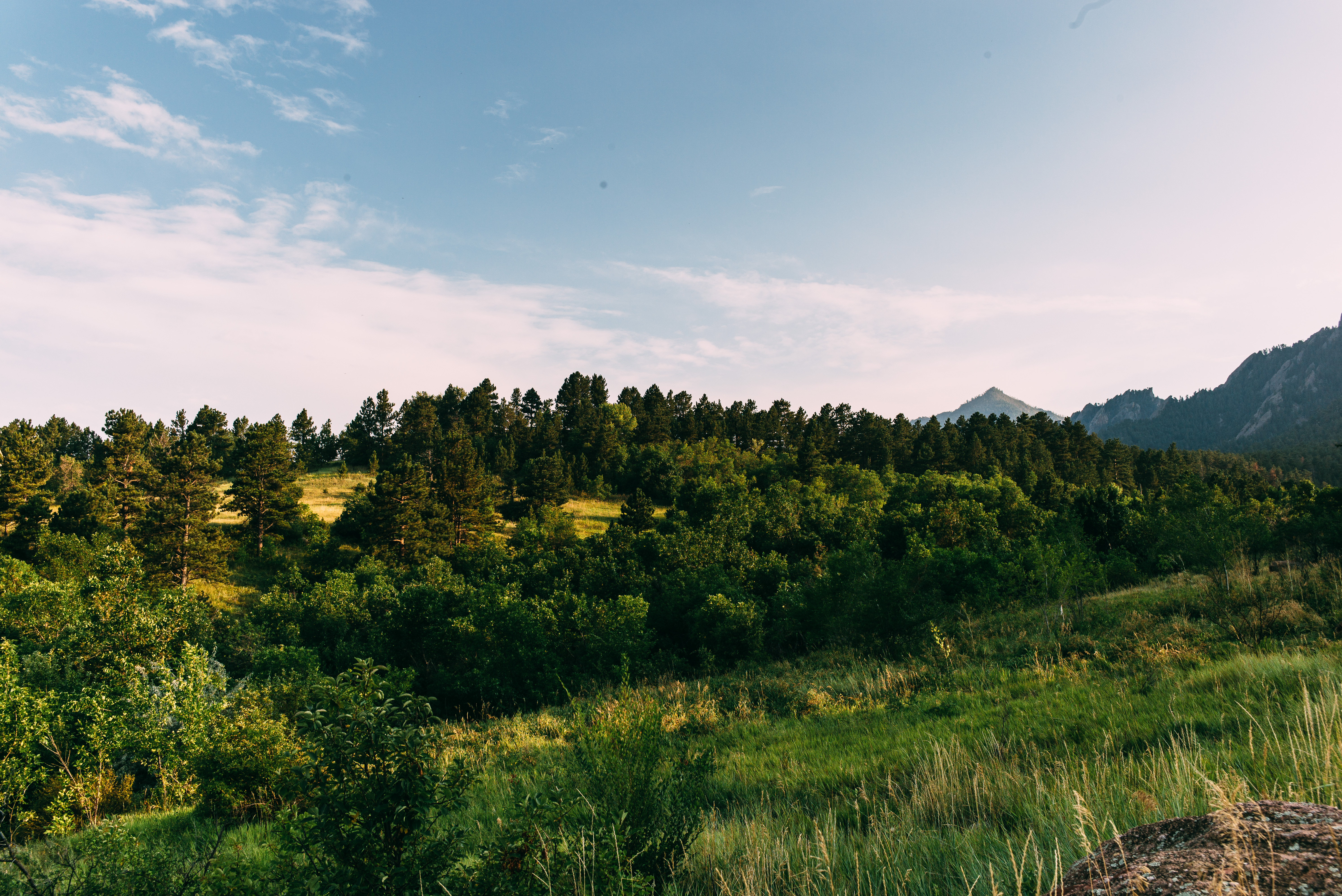 Rolling green meadow rising to a dense evergreen forest with rocky peaks under open skies in Boulder.