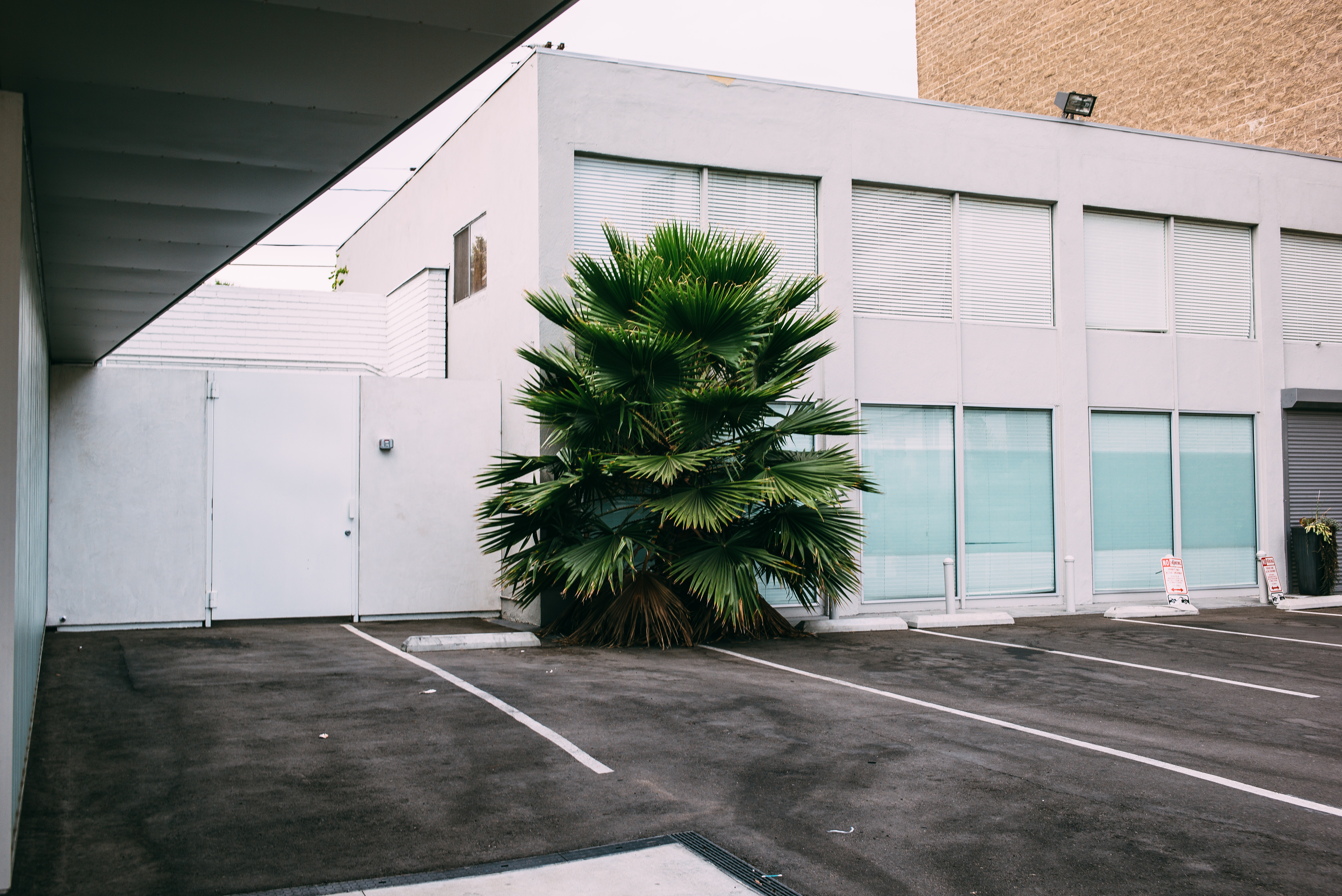 Bushy fan palm tree planted against a minimalist white modern facade in an empty parking lot in Los Angeles.