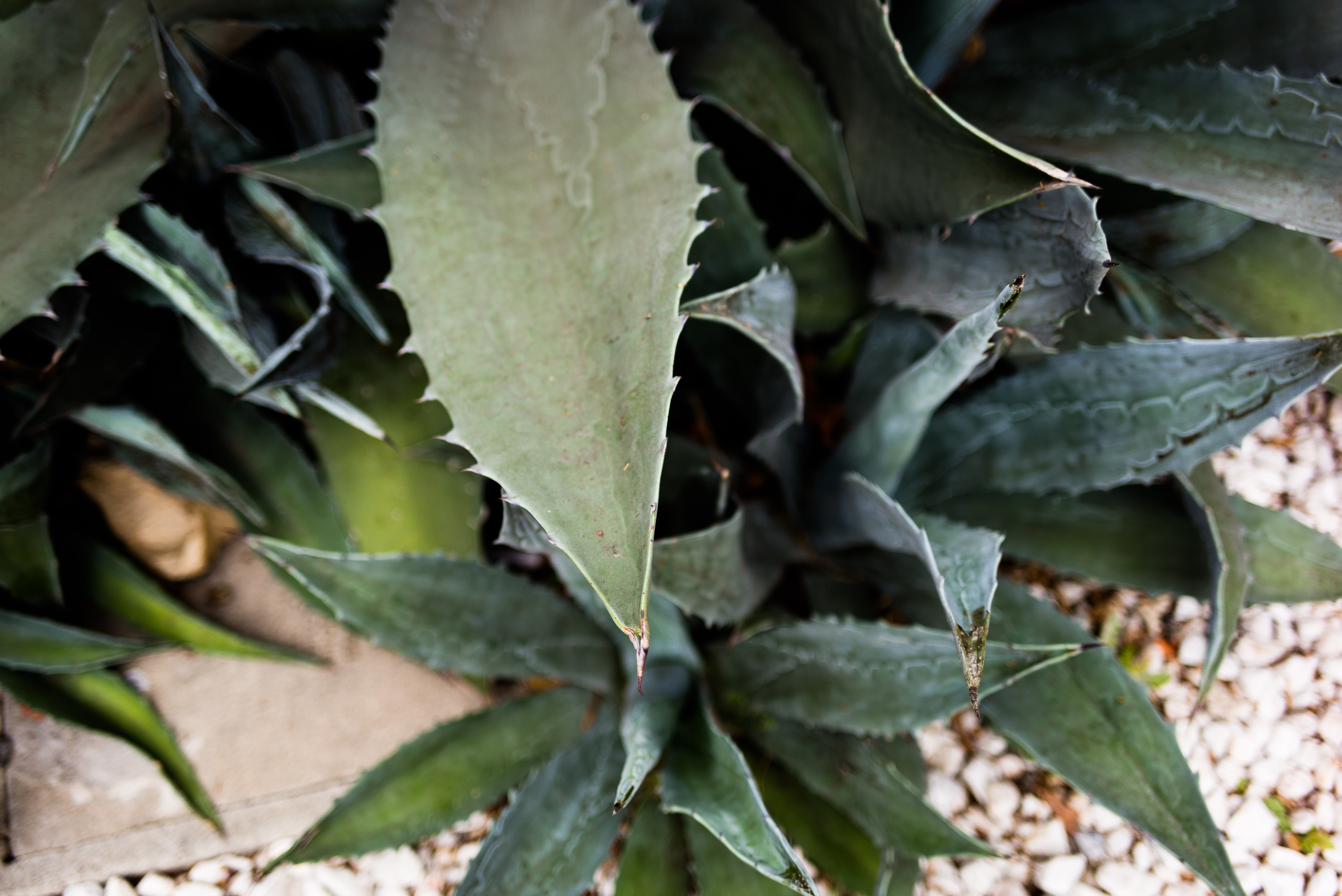 Close-up top-down view of the broad, serrated blue-green leaves and sharp spine tip of an agave succulent plant.