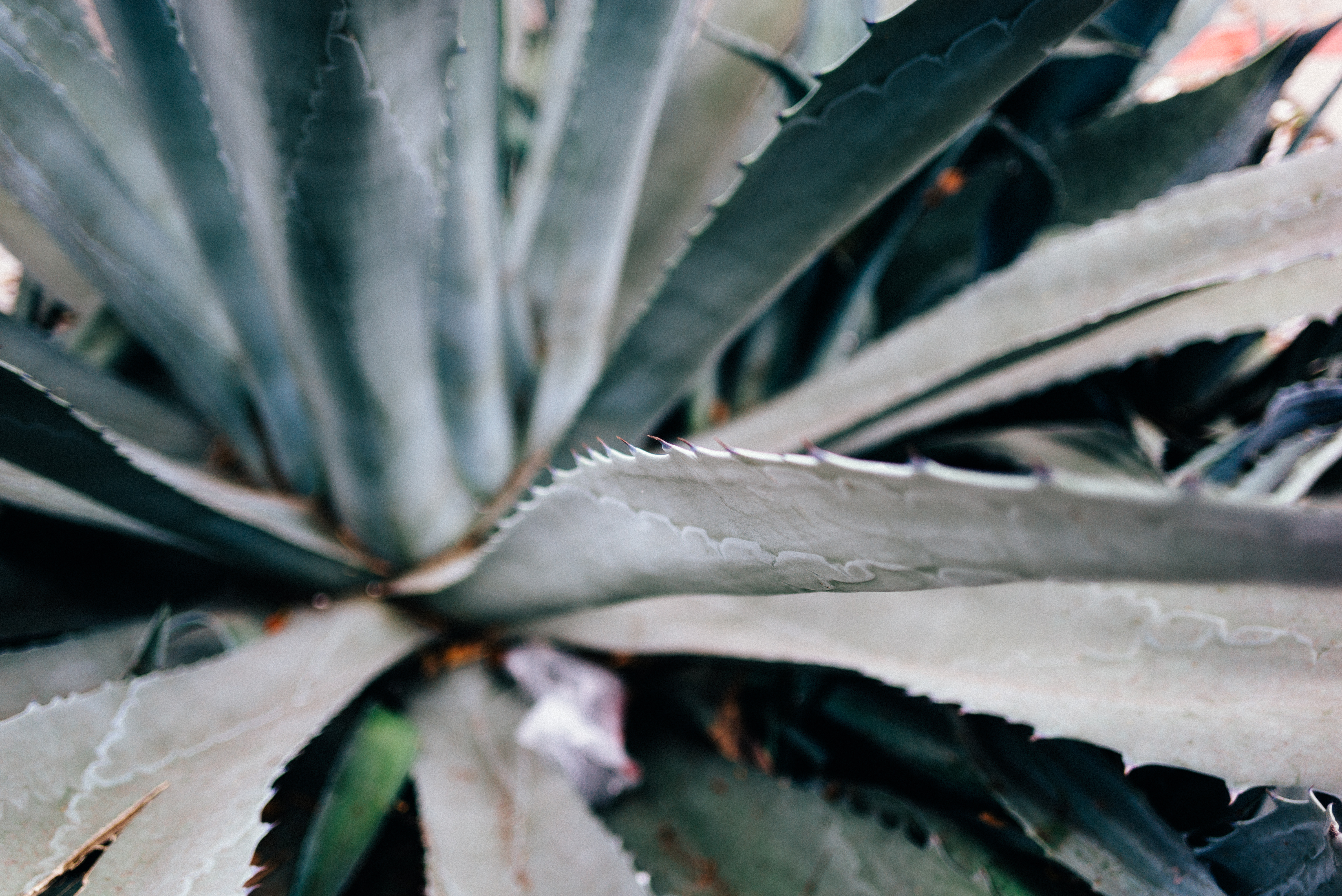 Detailed macro perspective along the sharp spiked edge and textured grey-green blade of an agave leaf.