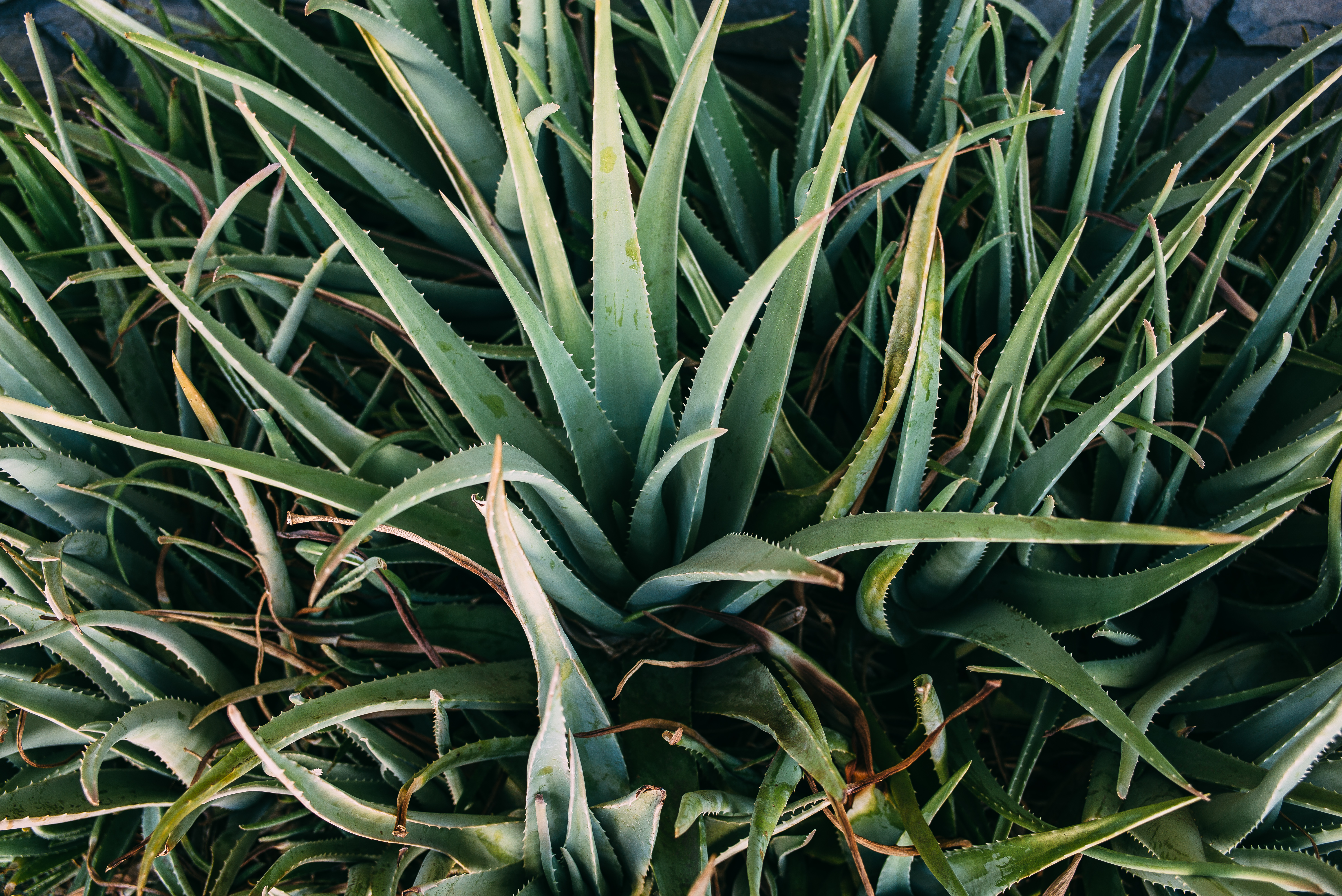Overhead view of dense, sprawling clusters of pointed green aloe vera plants with textured serrated leaf margins.